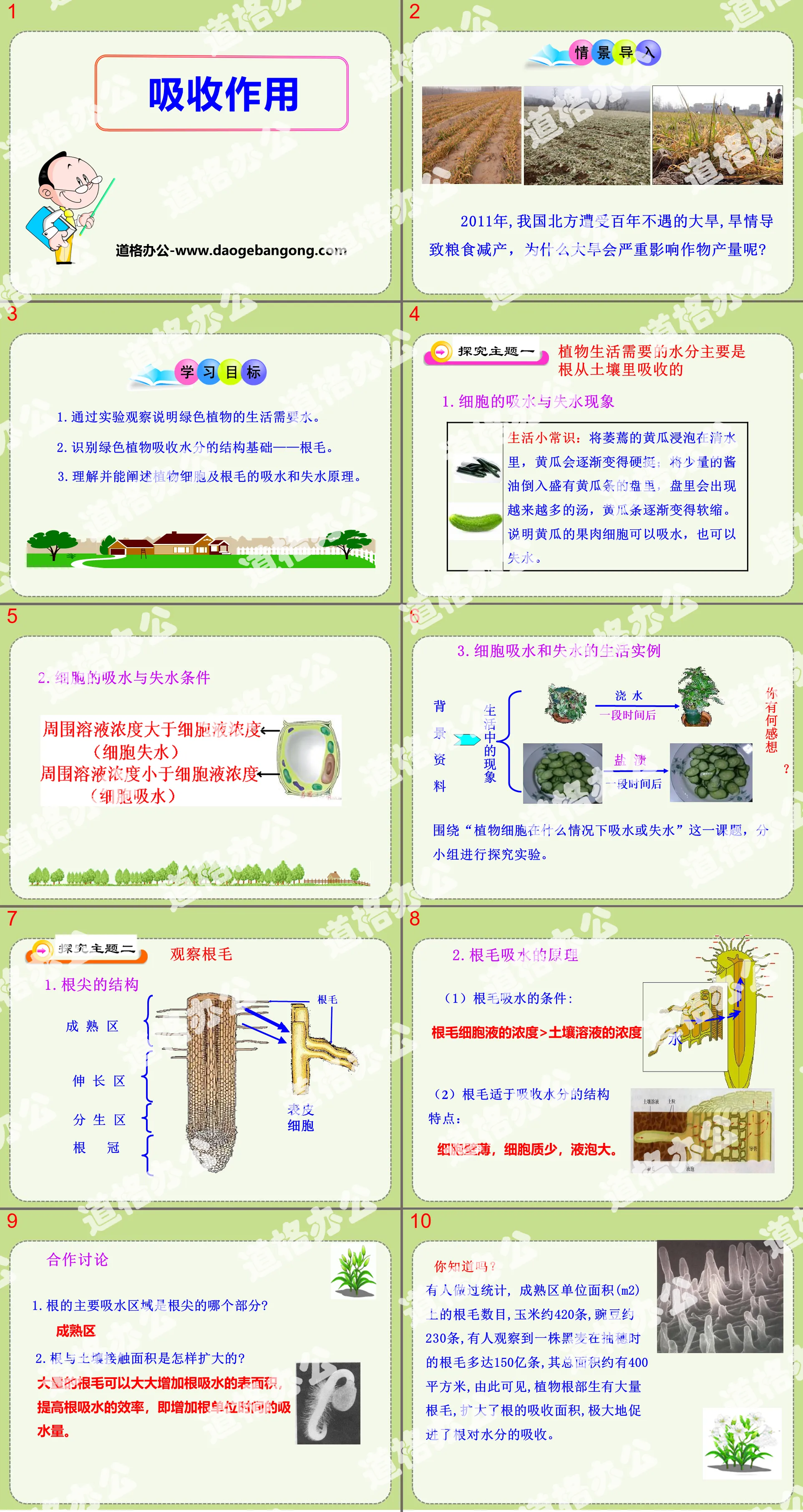 《吸收作用》PPT