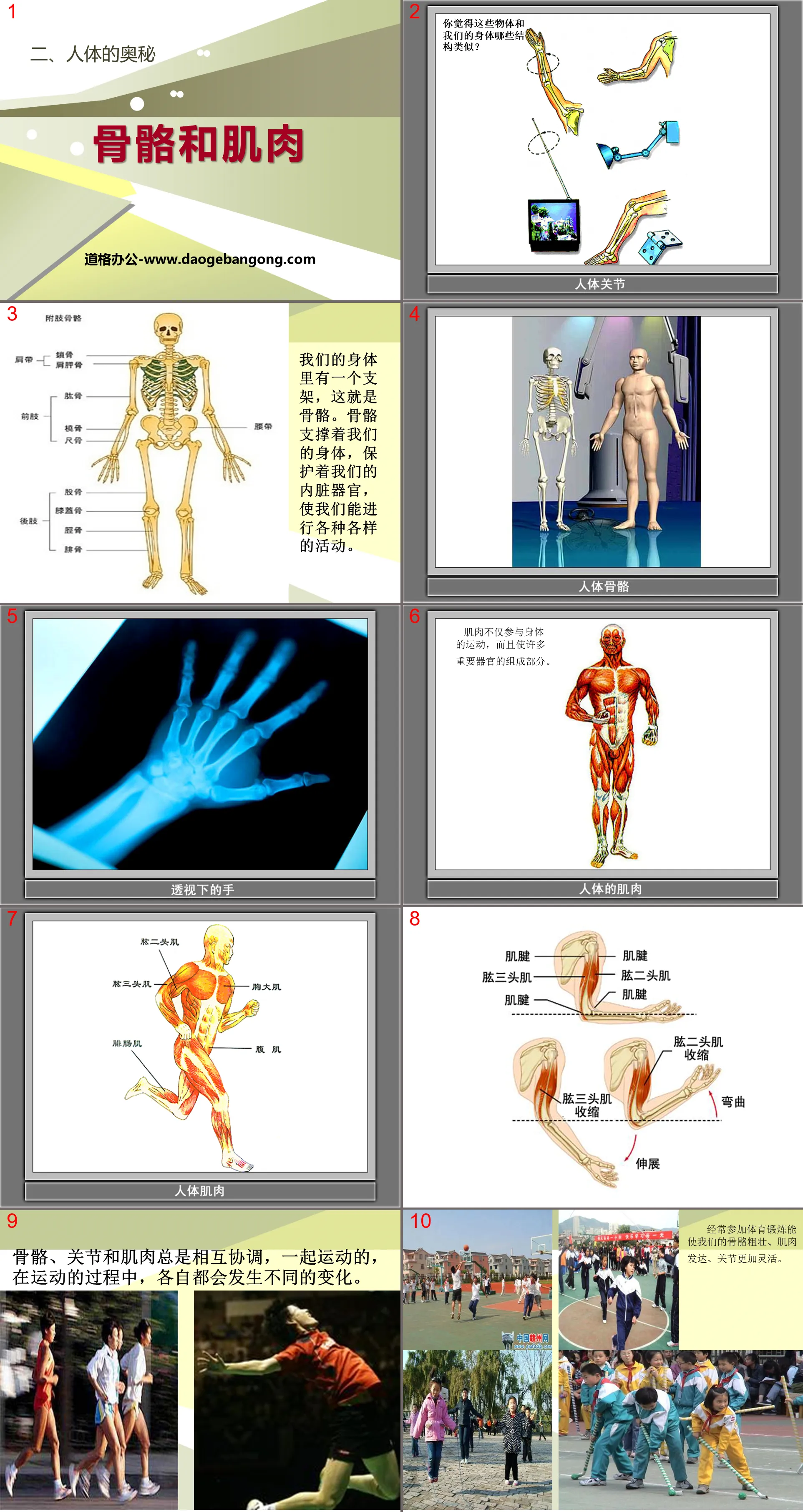 "Bone and Muscle" Mysteries of the Human Body PPT Courseware