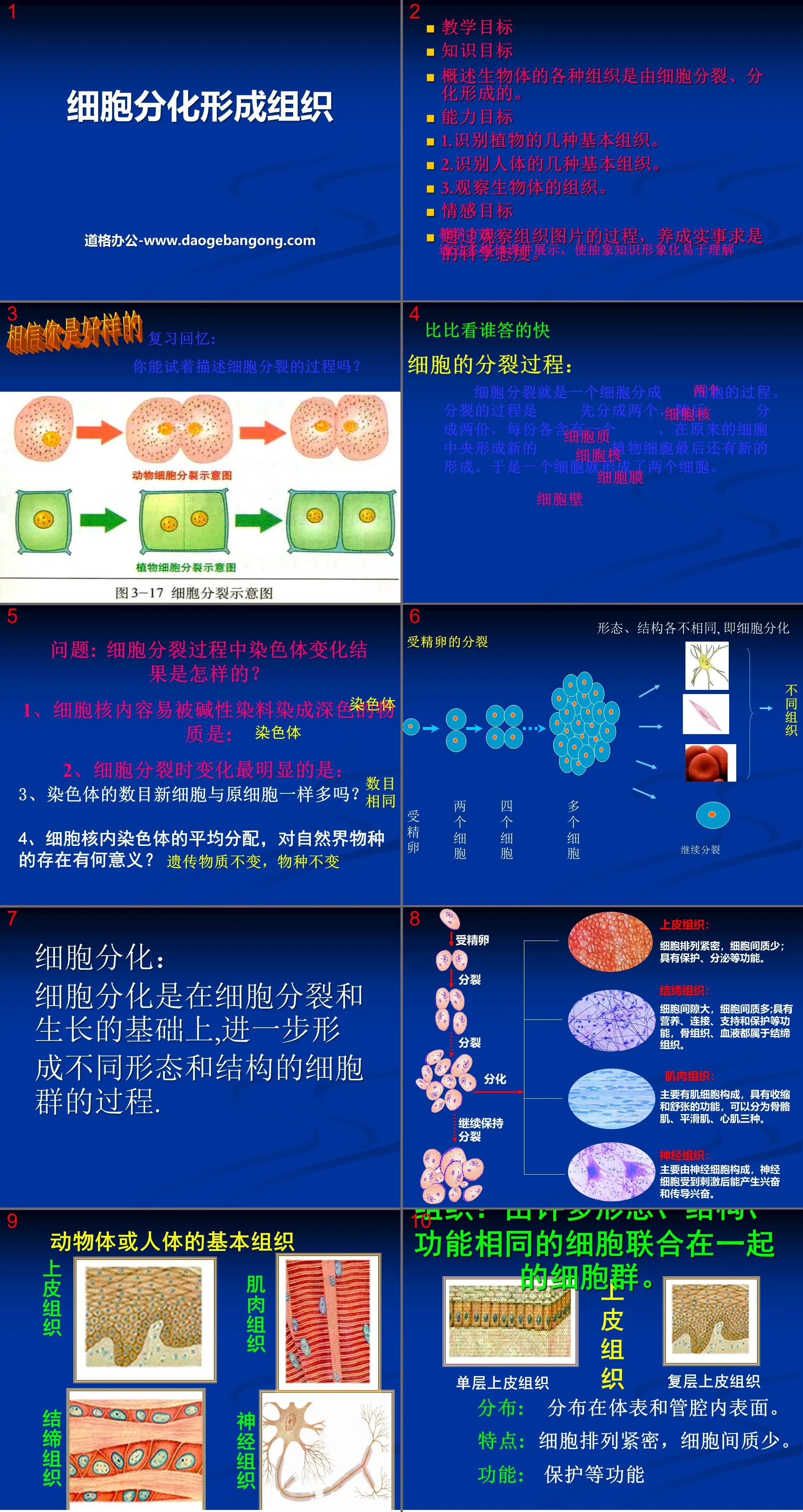 "Cell Differentiation to Form Tissue" PPT courseware