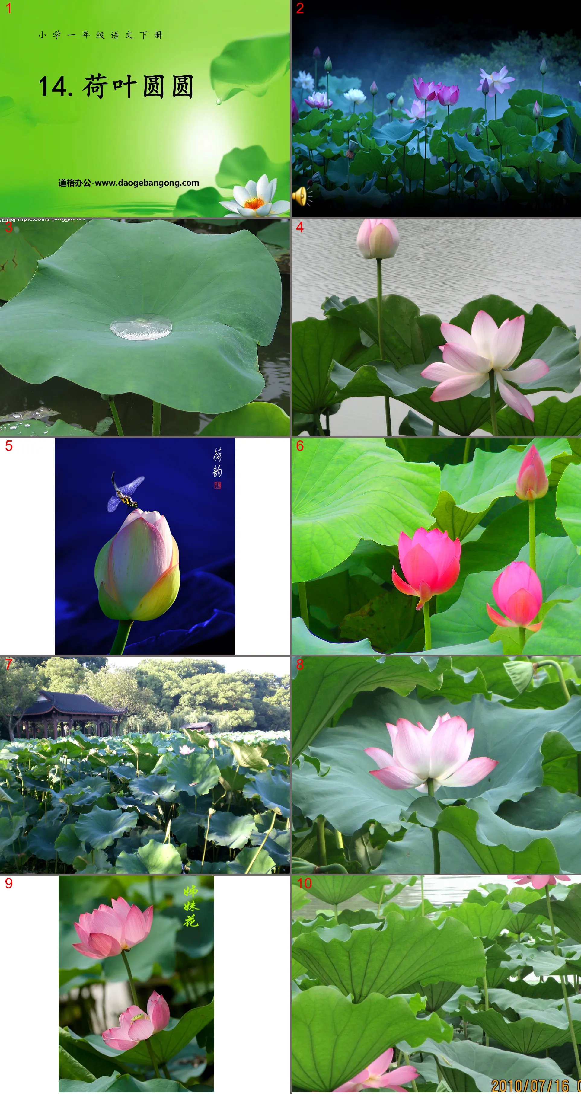 "The Lotus Leaf is Round" PPT Courseware 6