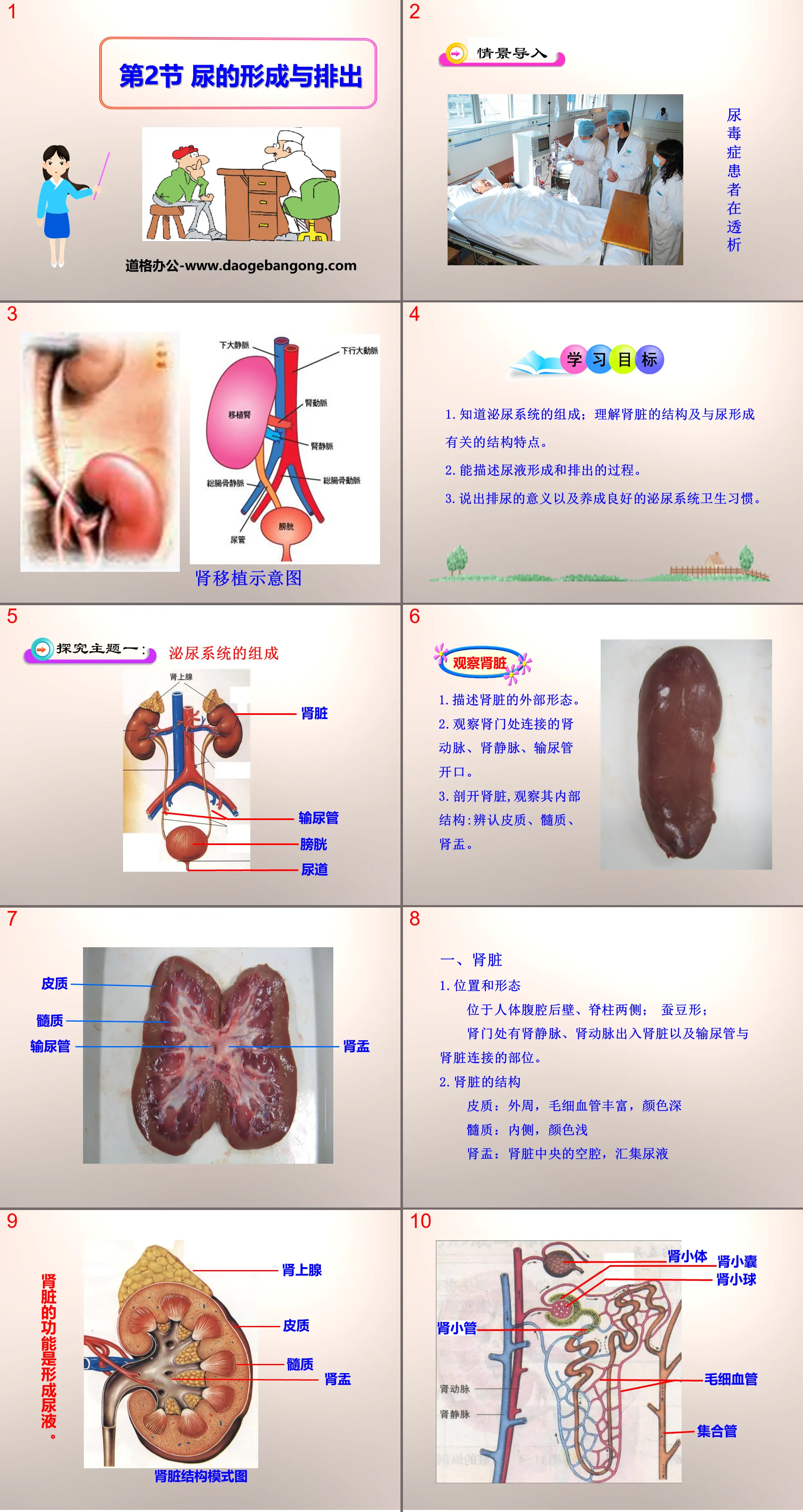 "The formation and discharge of urine" PPT