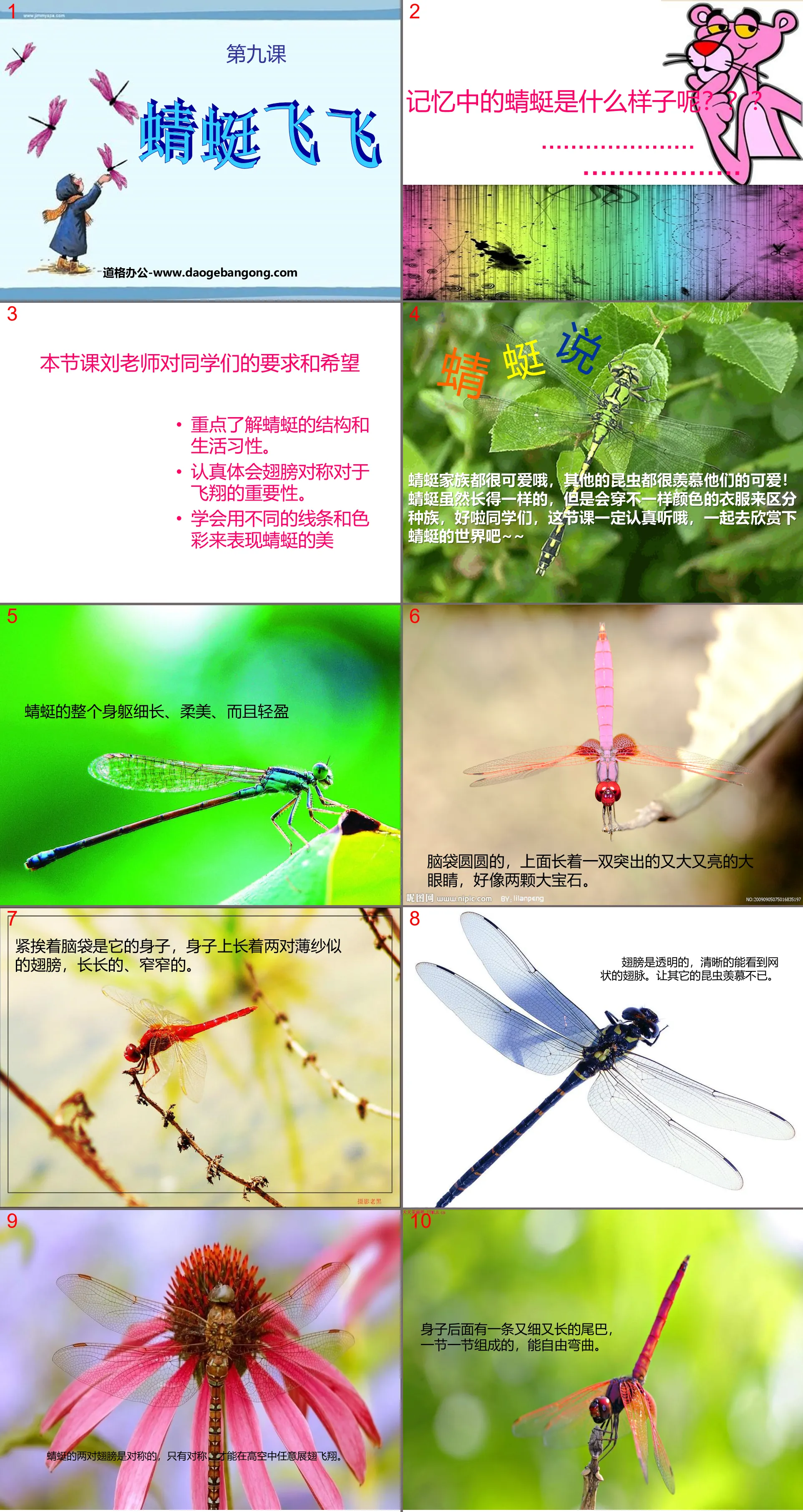 "Dragonfly Flying" PPT courseware