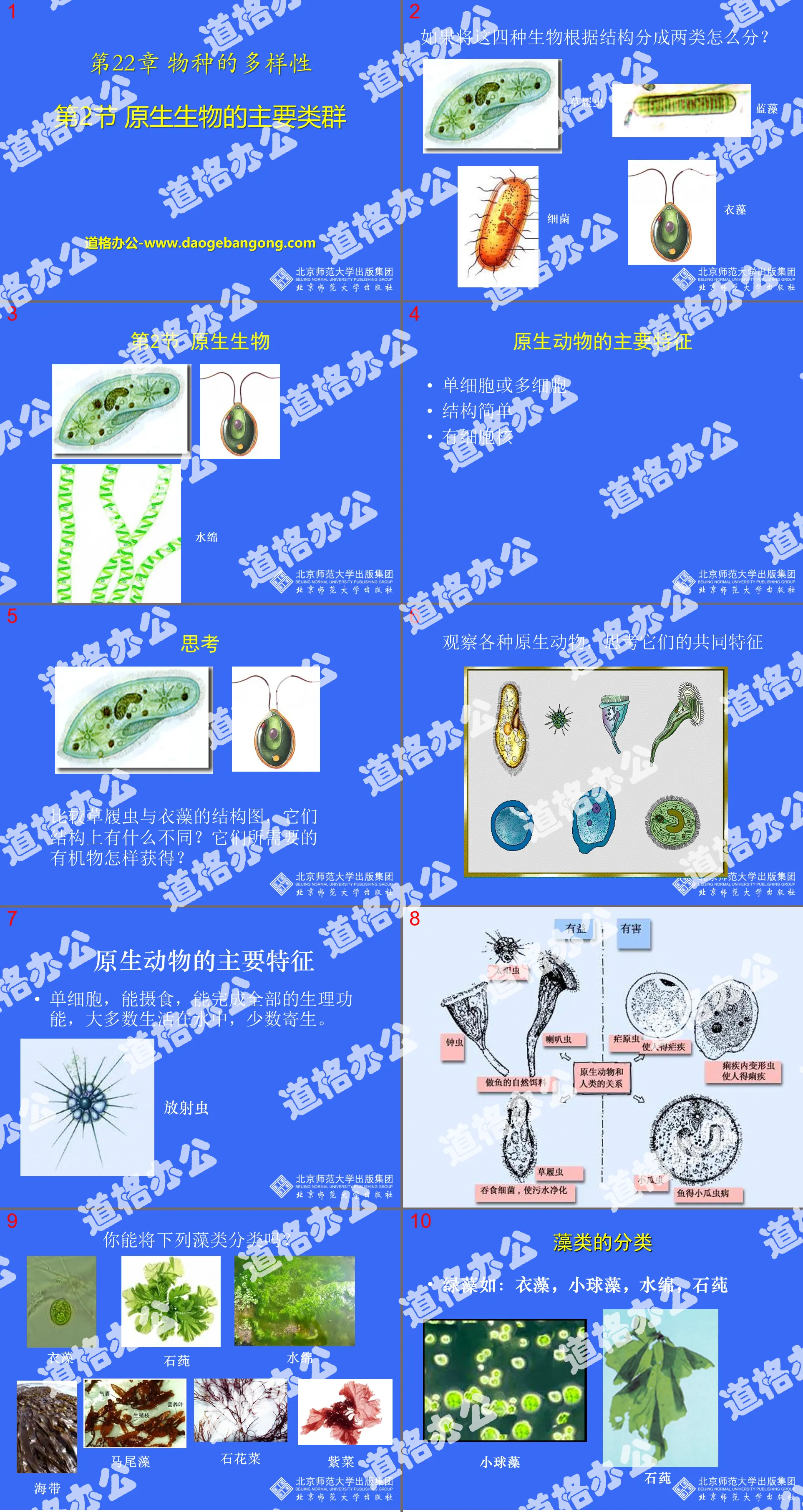 《原生生物的主要类群》PPT