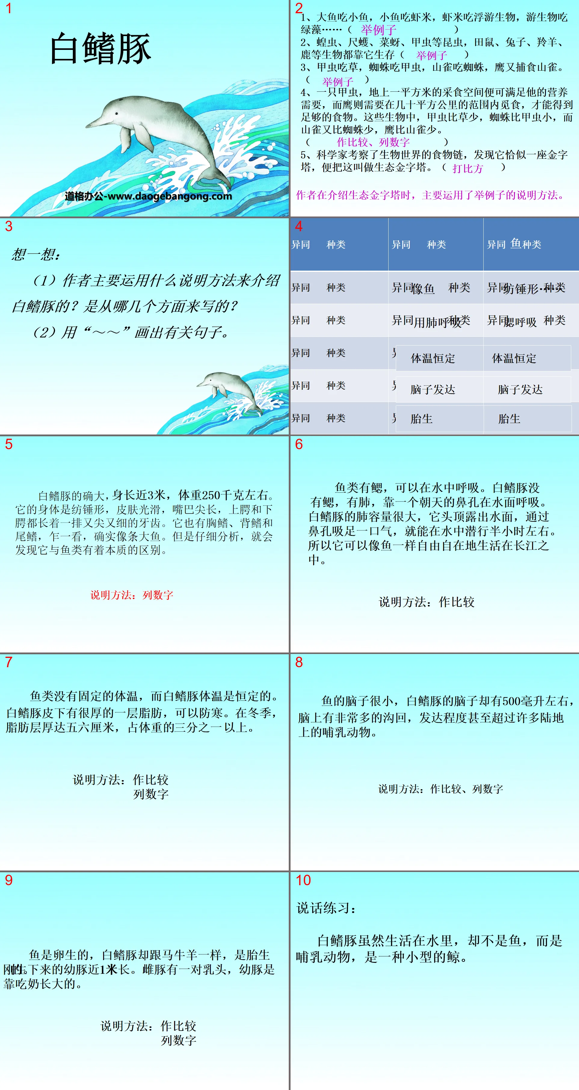 "Baiji Dolphin" PPT courseware 3