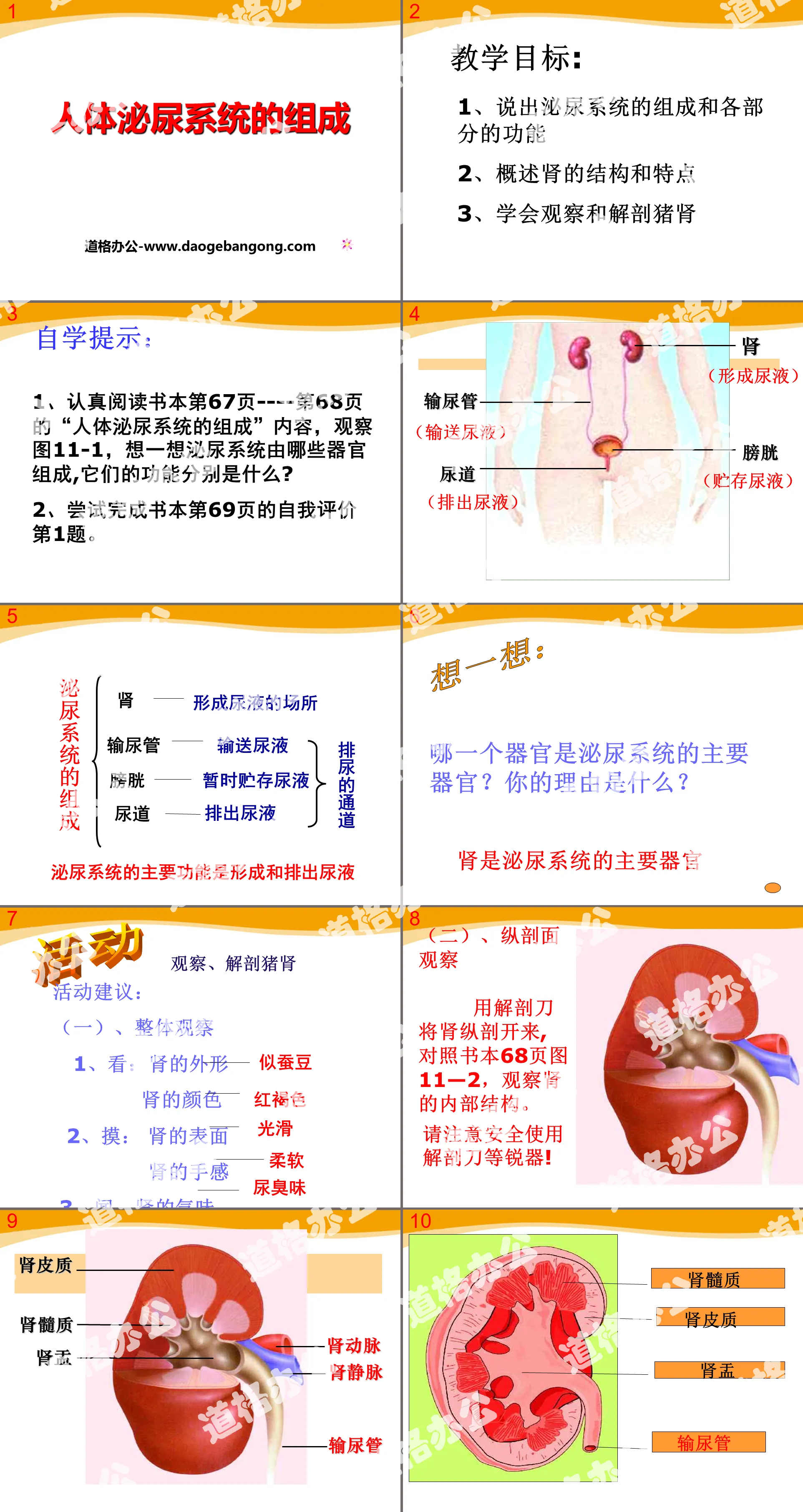 "Composition of Human Urinary System" PPT