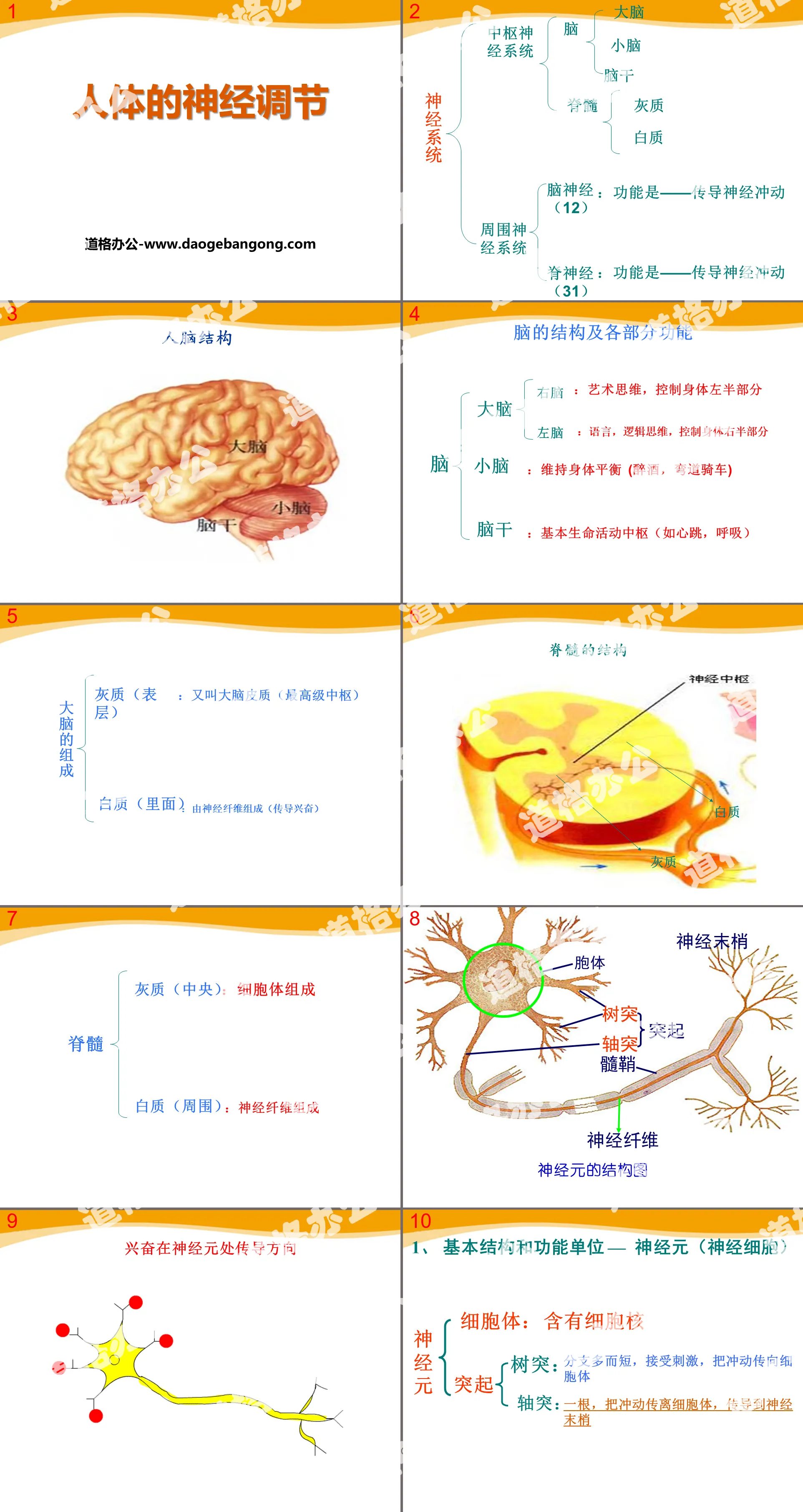 "Neural Regulation of the Human Body" PPT courseware