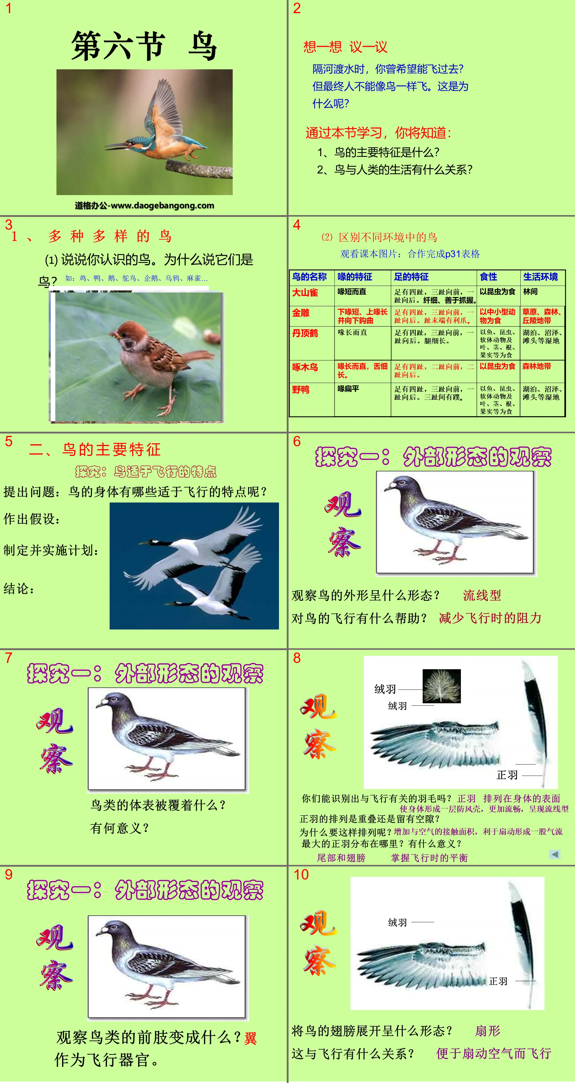 《鳥》動物的主要類群PPT課件5