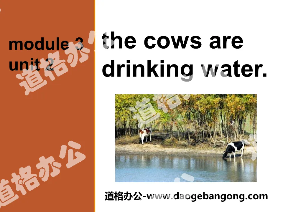 "The cows are drinking water" PPT courseware 3