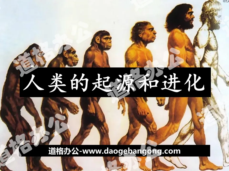 "The Origin and Evolution of Humanity" PPT teaching courseware