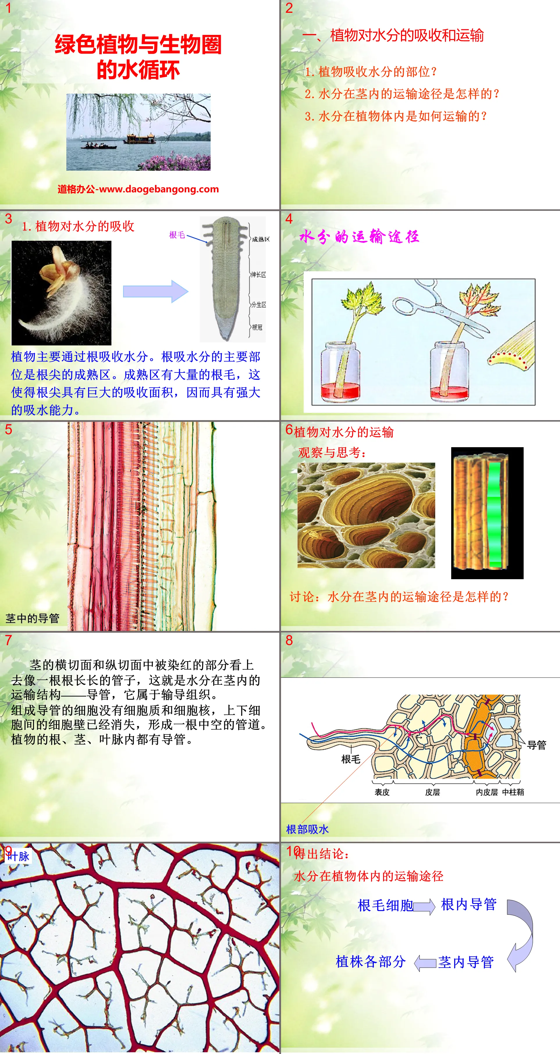 《绿色植物与生物圈的水循环》PPT课件6
