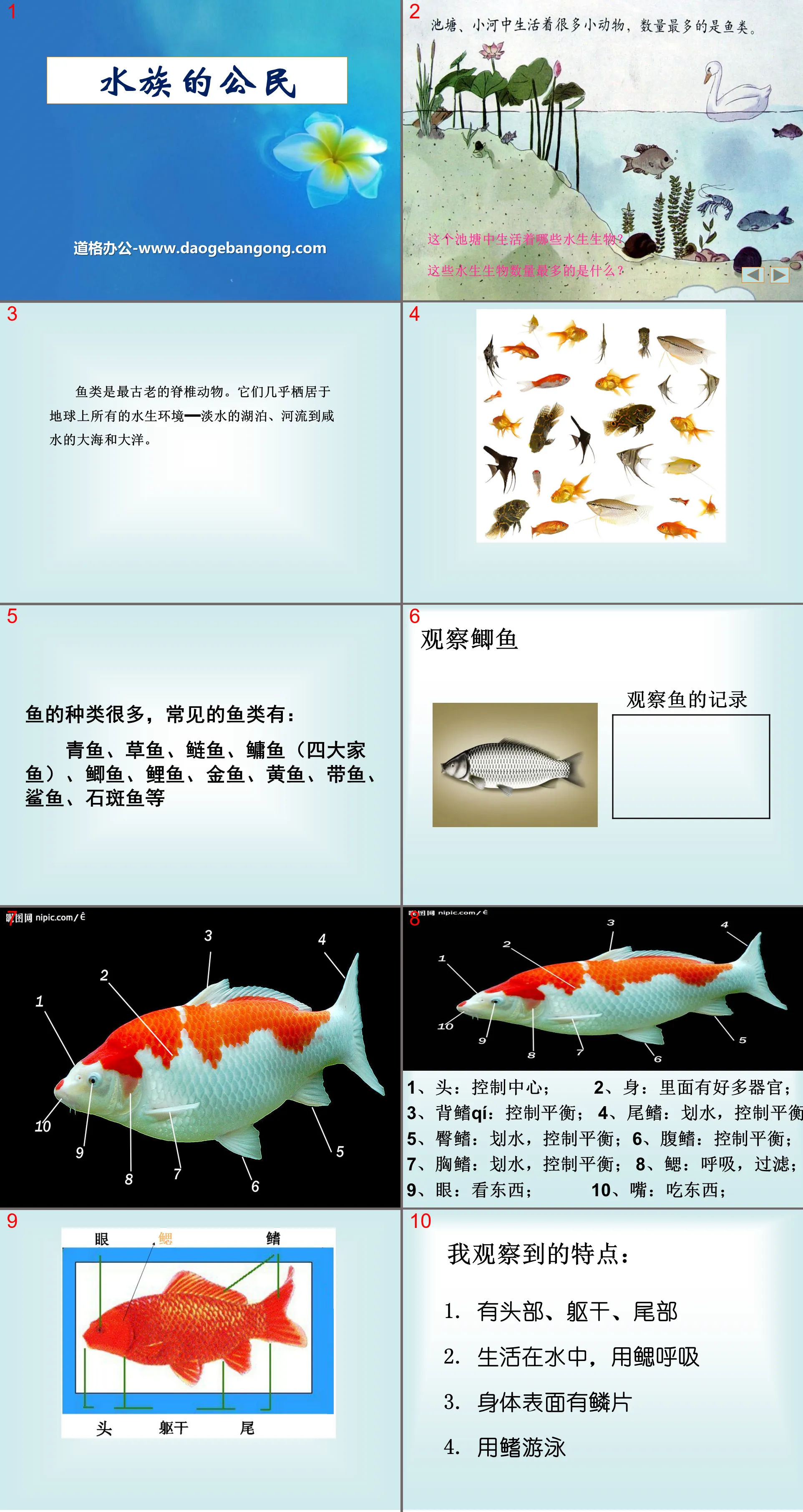 "Citizens of the Aquarium" a variety of animal PPT courseware