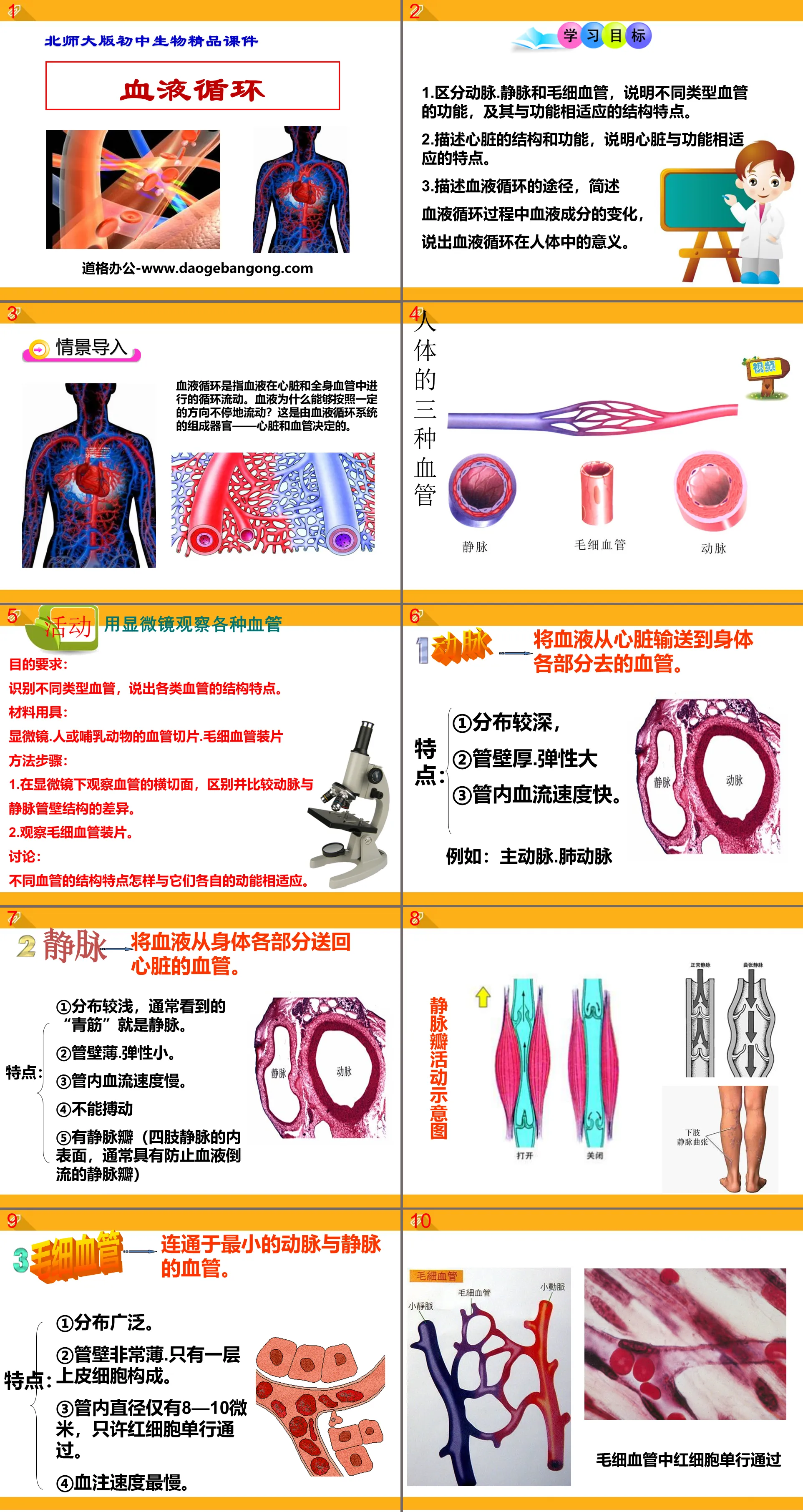 "Blood Circulation" PPT download