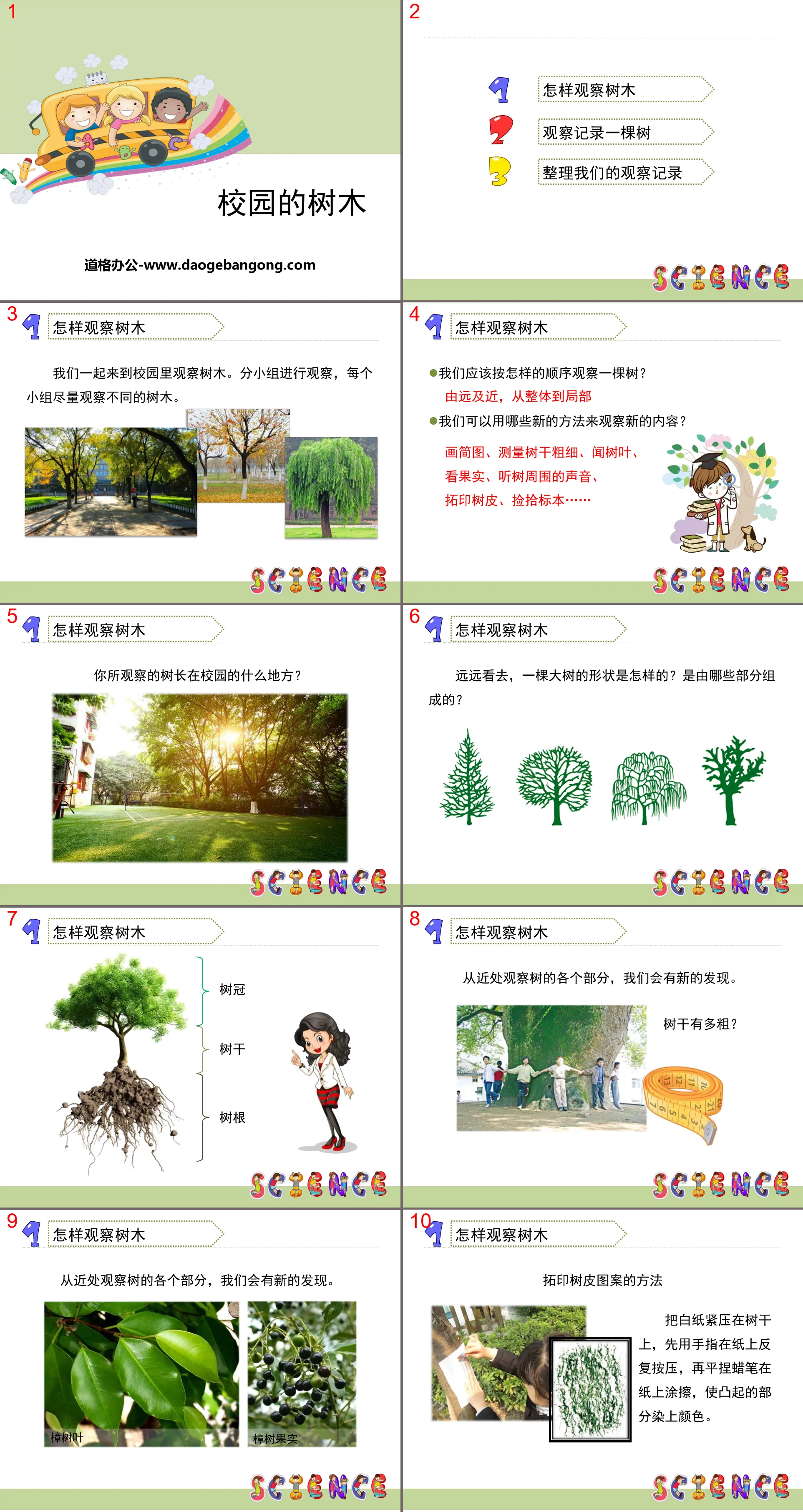 《校园的树木》植物PPT
