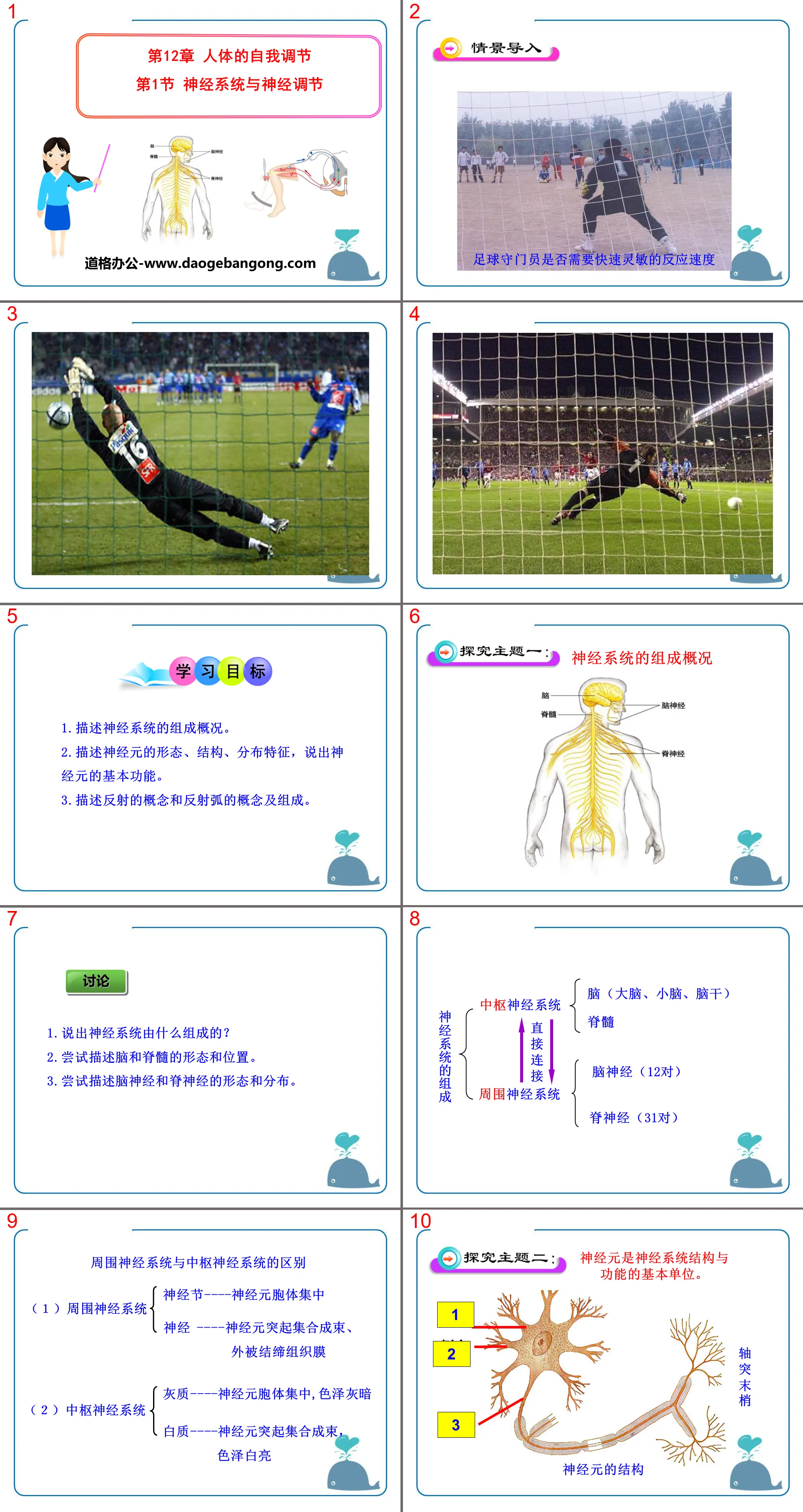 《神經系統與神經調節》PPT