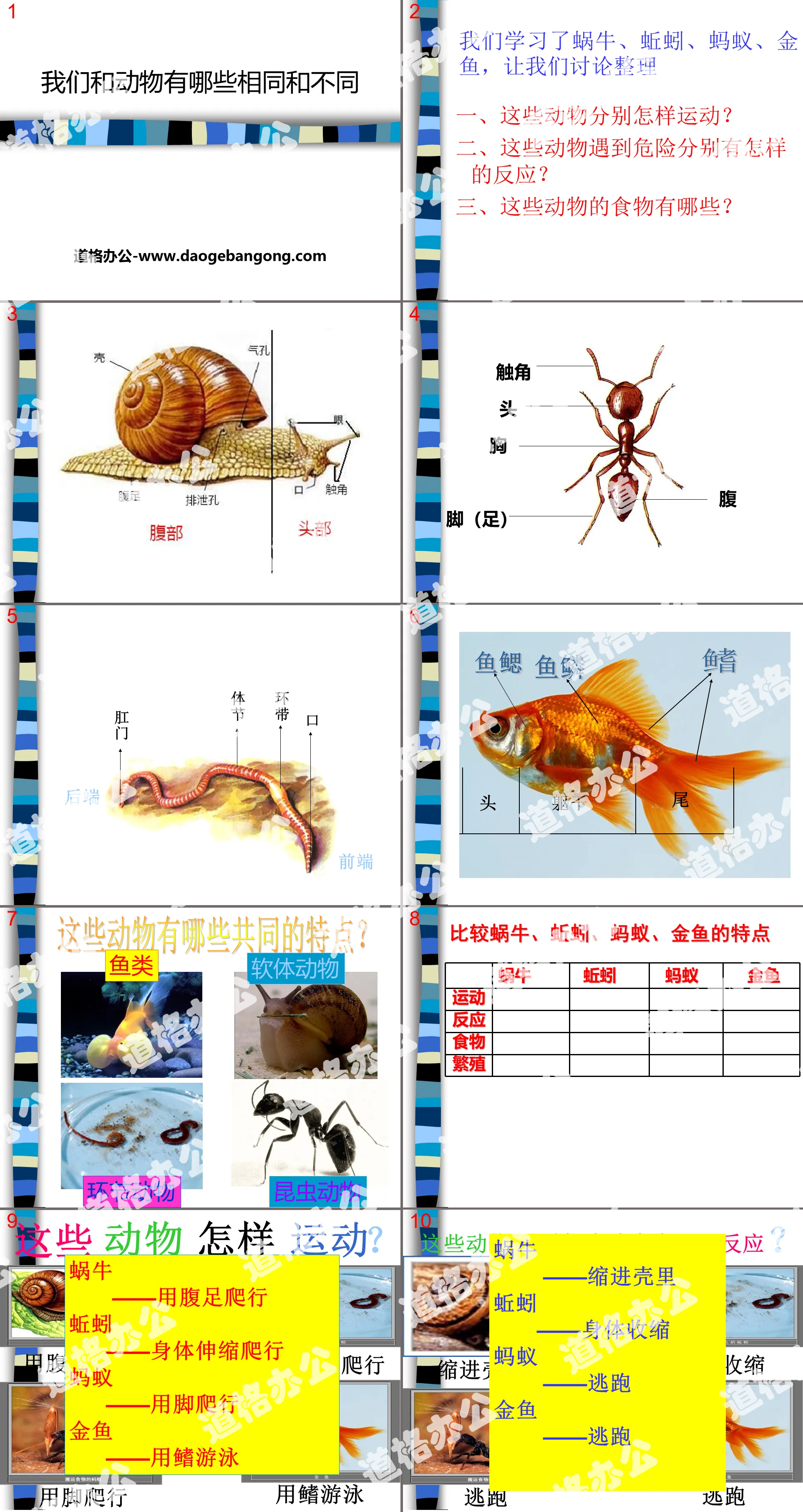 "What are the similarities and differences between us and animals" Animal Life PPT Courseware 2