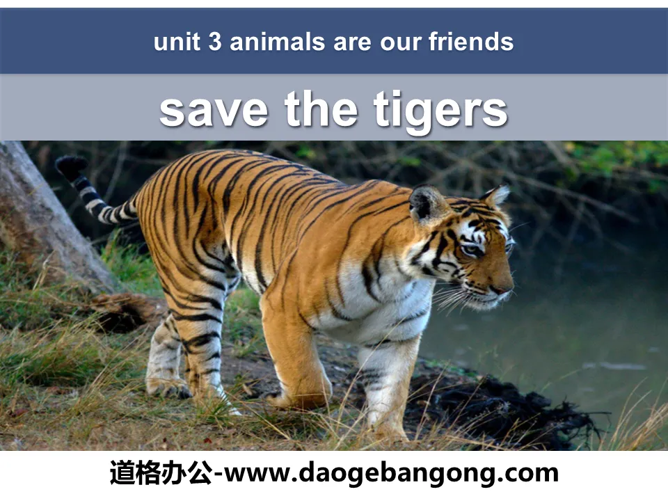 《Save the Tigers》Animals Are Our Friends PPT下载
