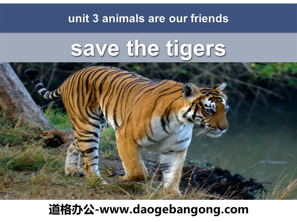 "Save the Tigers" Animals Are Our Friends PPT download