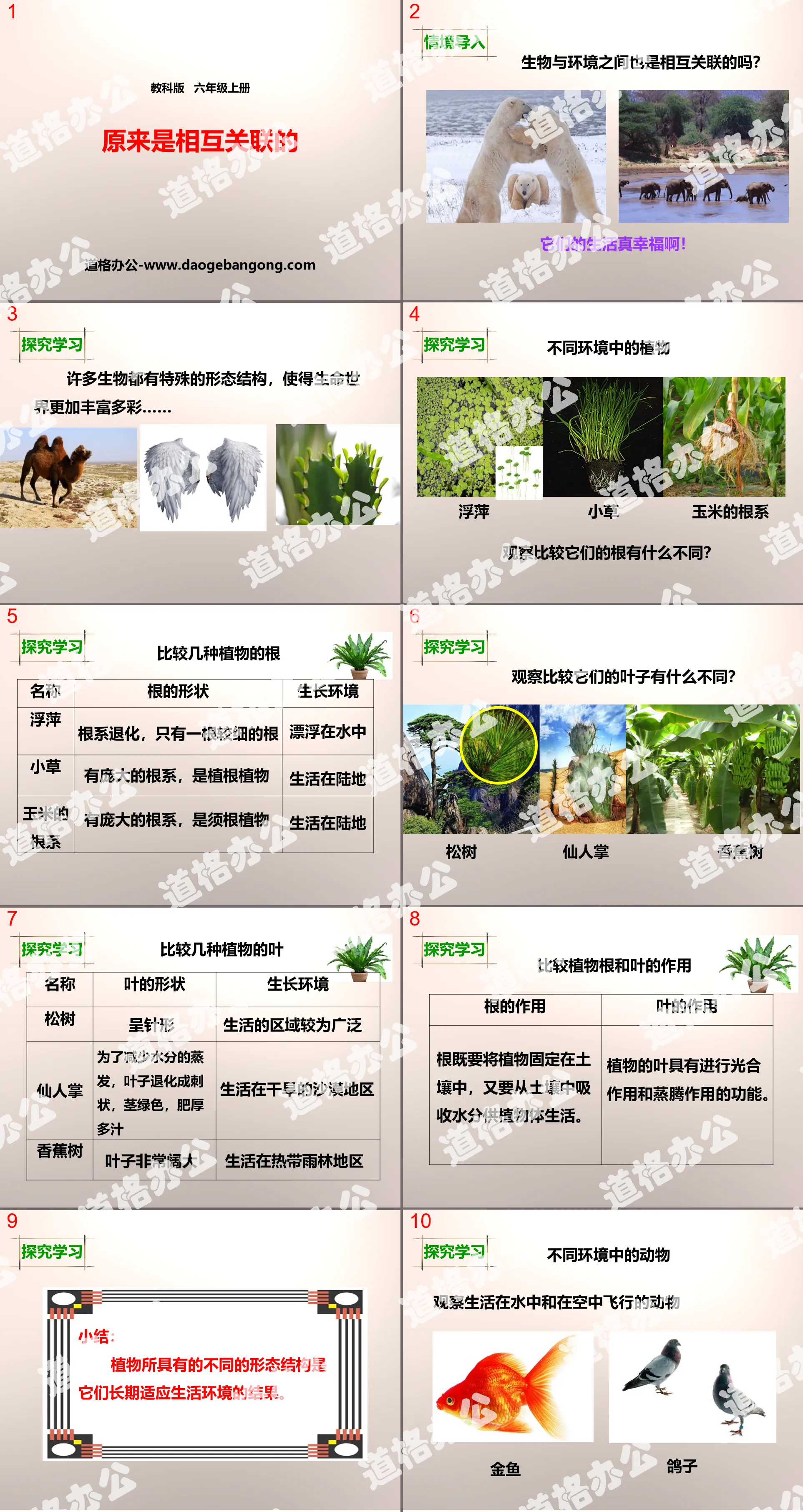 《原来是相互关联的》生物的多样性PPT
