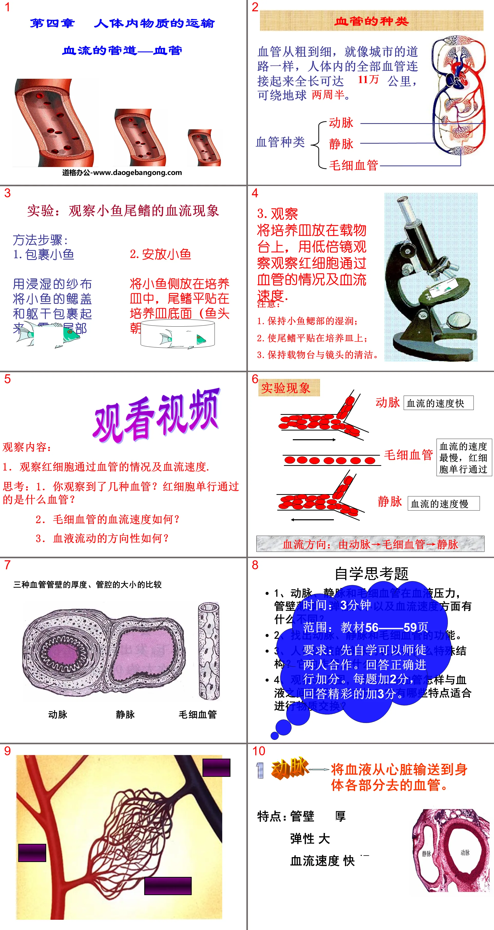 "Pipelines for Blood Flow - Blood Vessels" PPT courseware on the transportation of substances in the human body