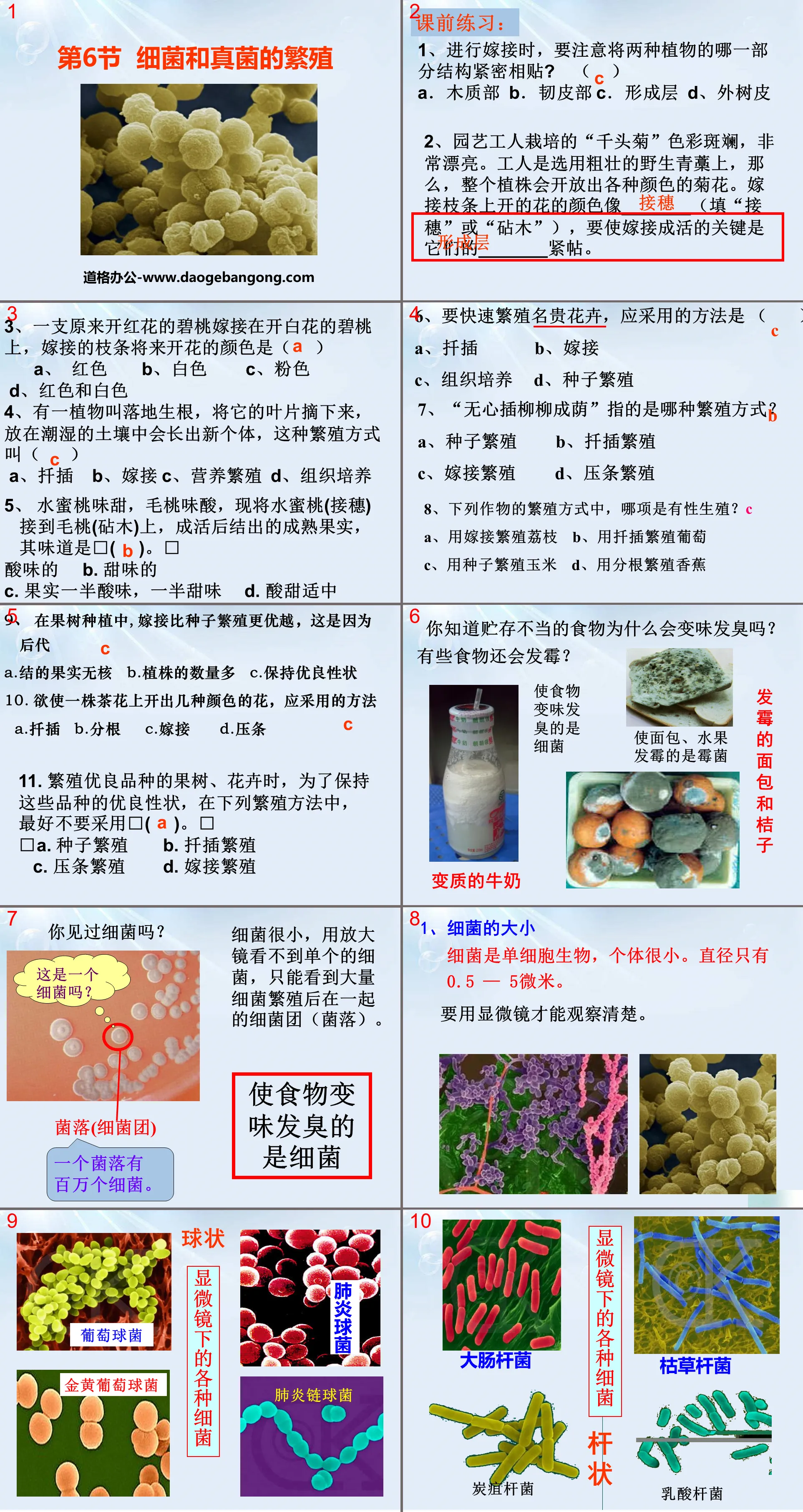 "Reproduction of Bacteria and Fungi" PPT