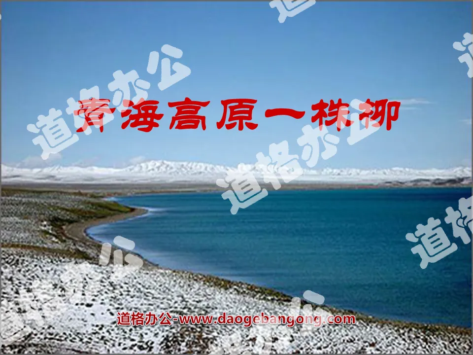 "A Willow on the Qinghai Plateau" PPT courseware 3