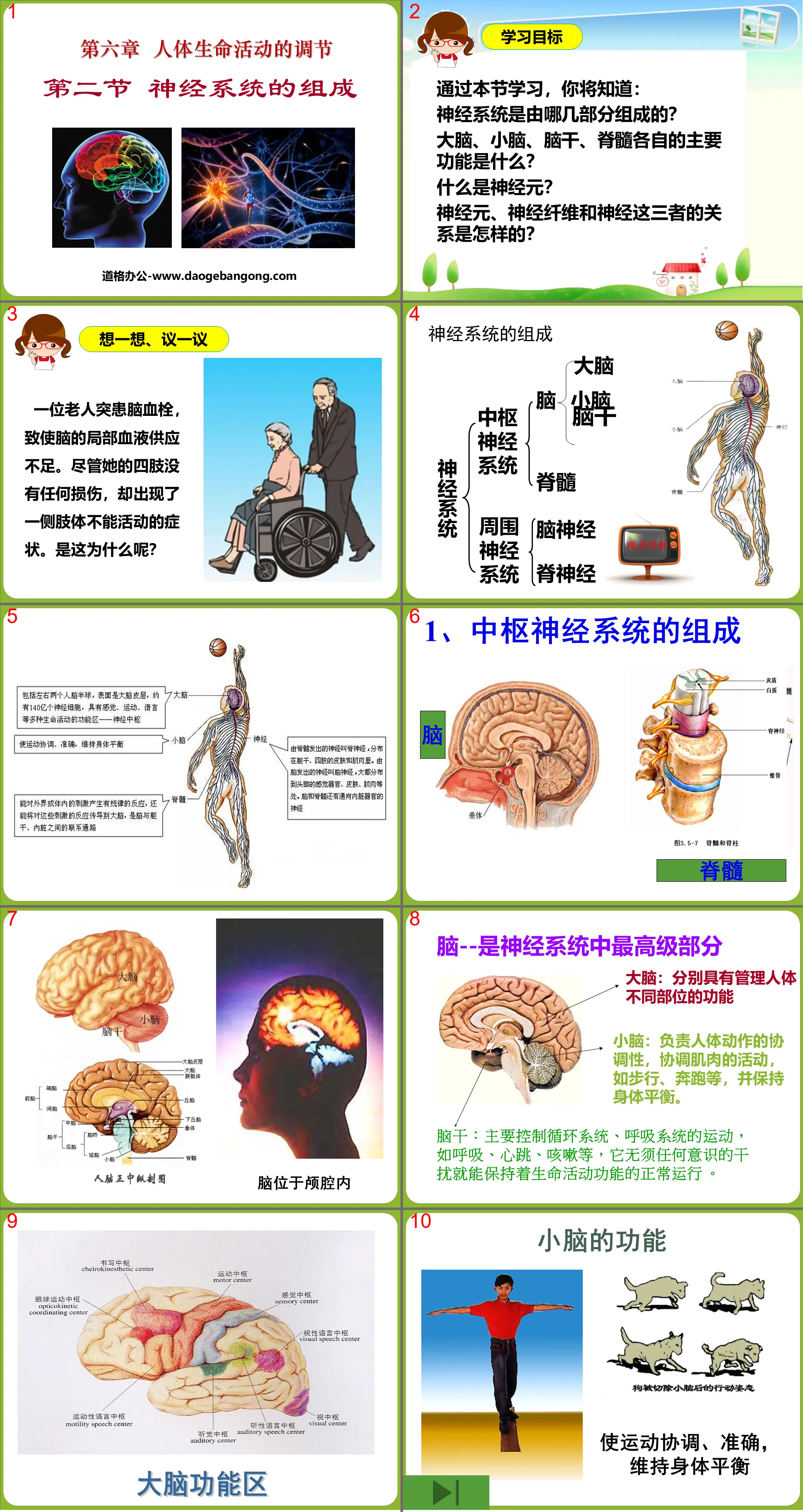 《神经系统的组成》人体生命活动的调节PPT课件5
