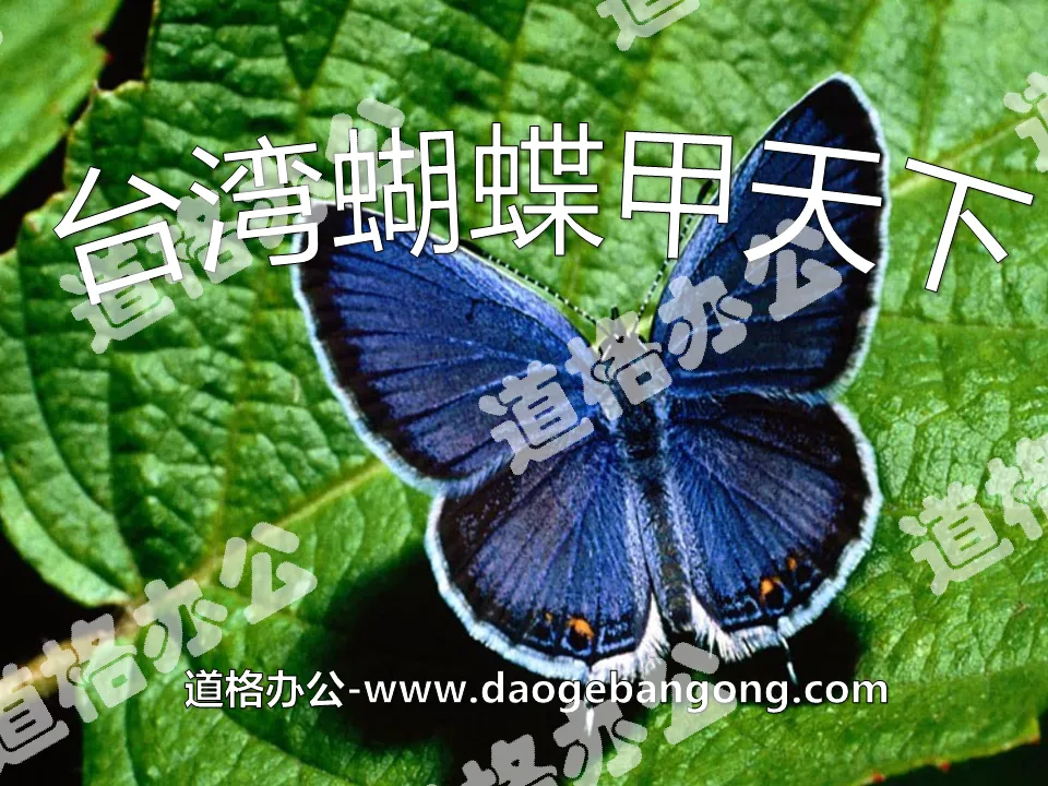"Taiwan Butterfly is the Best in the World" PPT courseware