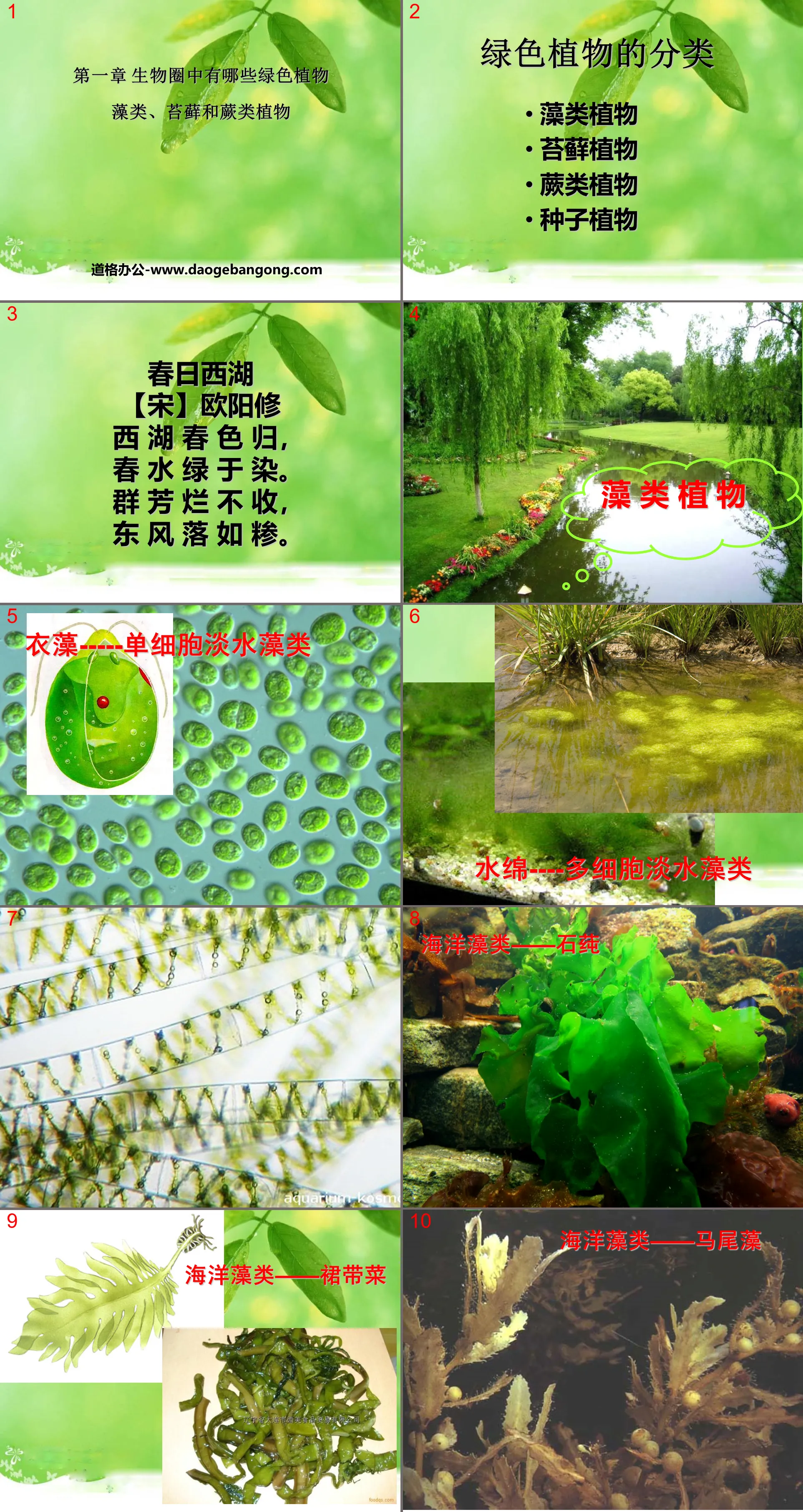 《藻類苔蘚和蕨類植物》生物圈中有哪些綠色植物PPT課件6
