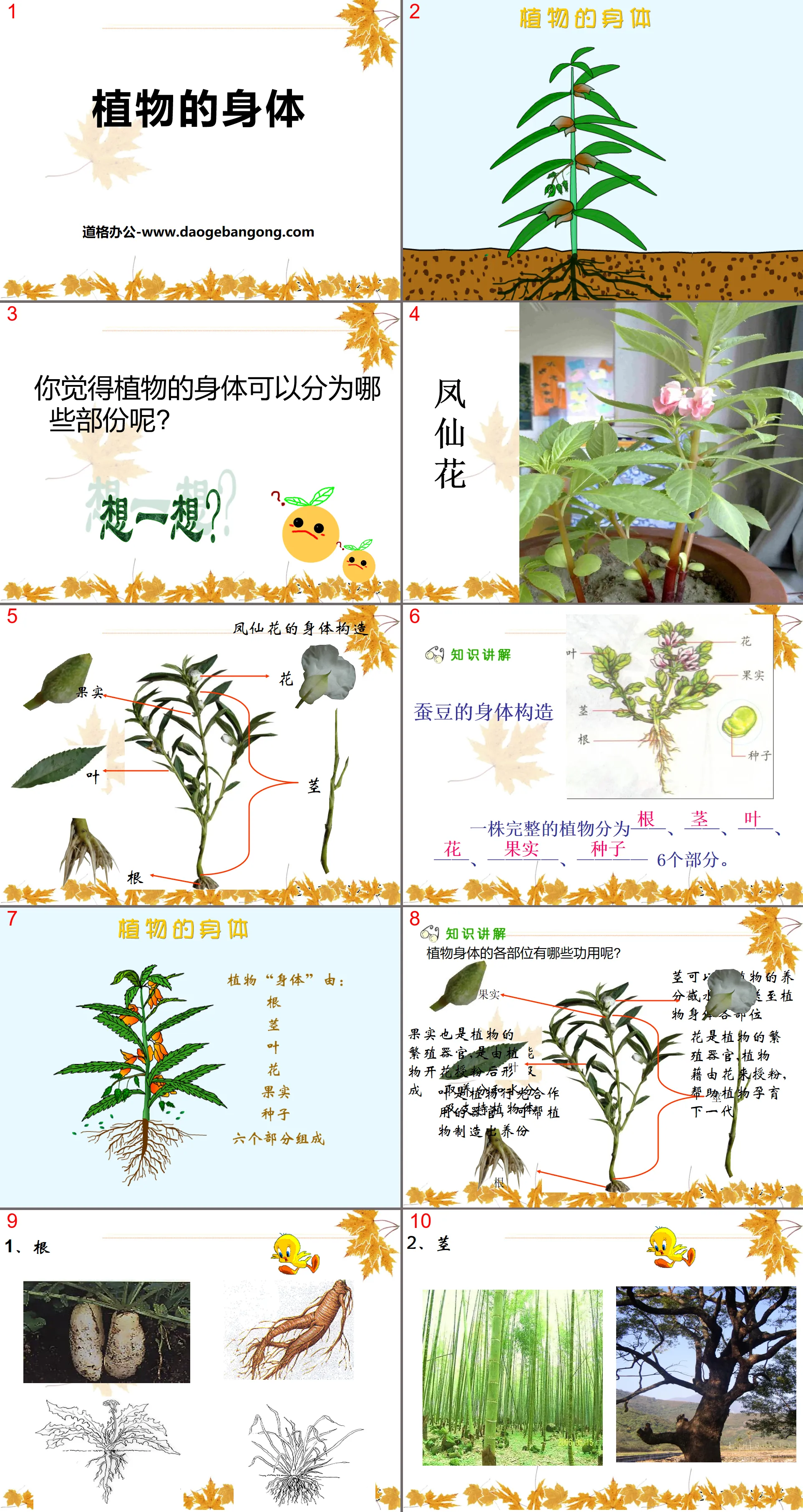 《植物的身體》植物的生長PPT課件2