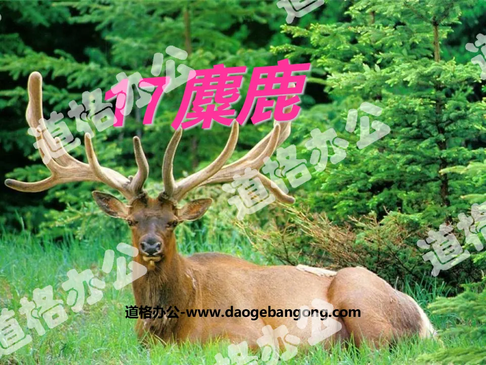 "Elk" PPT courseware 3