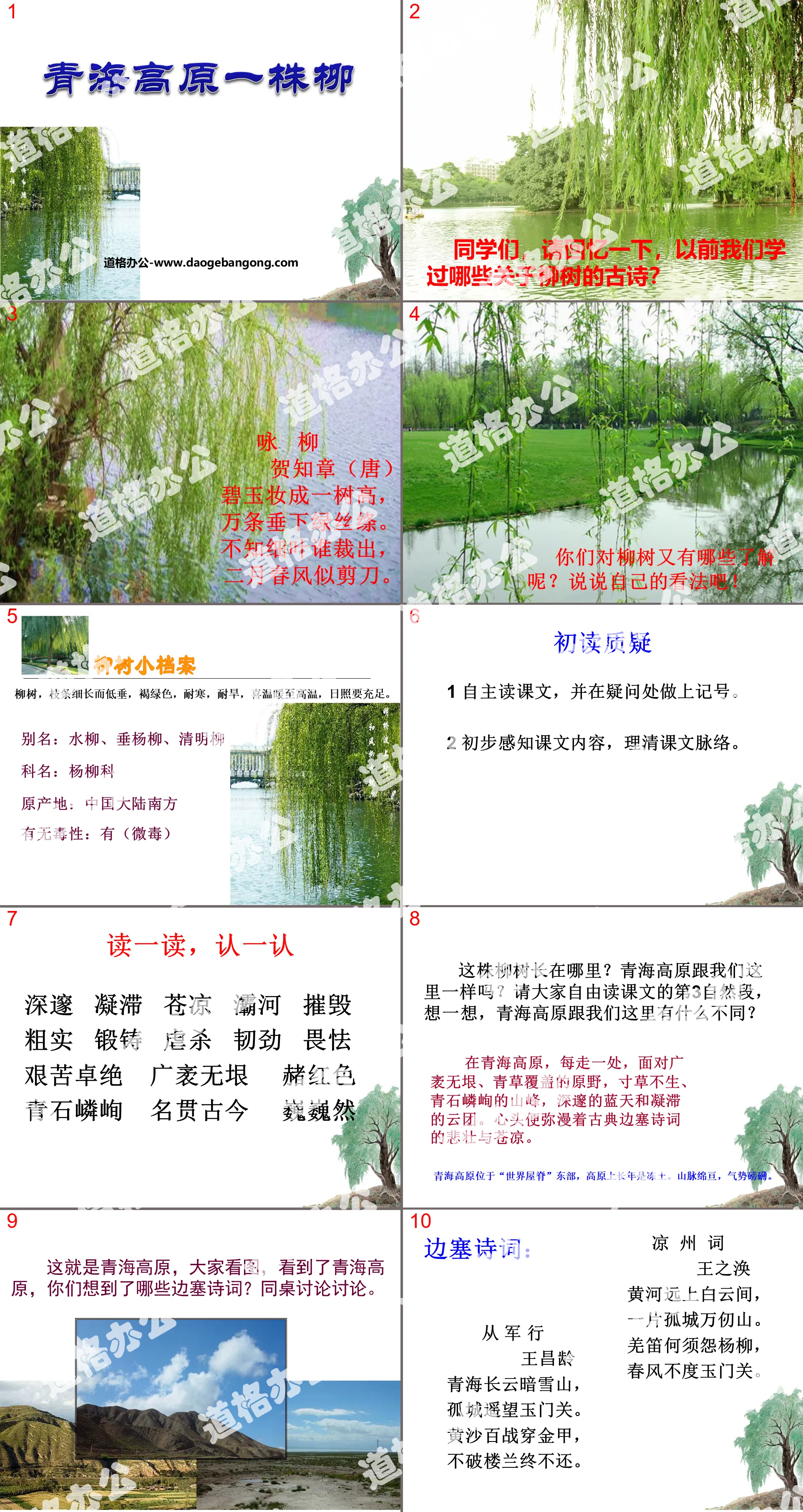 《青海高原一株柳》PPT课件4
