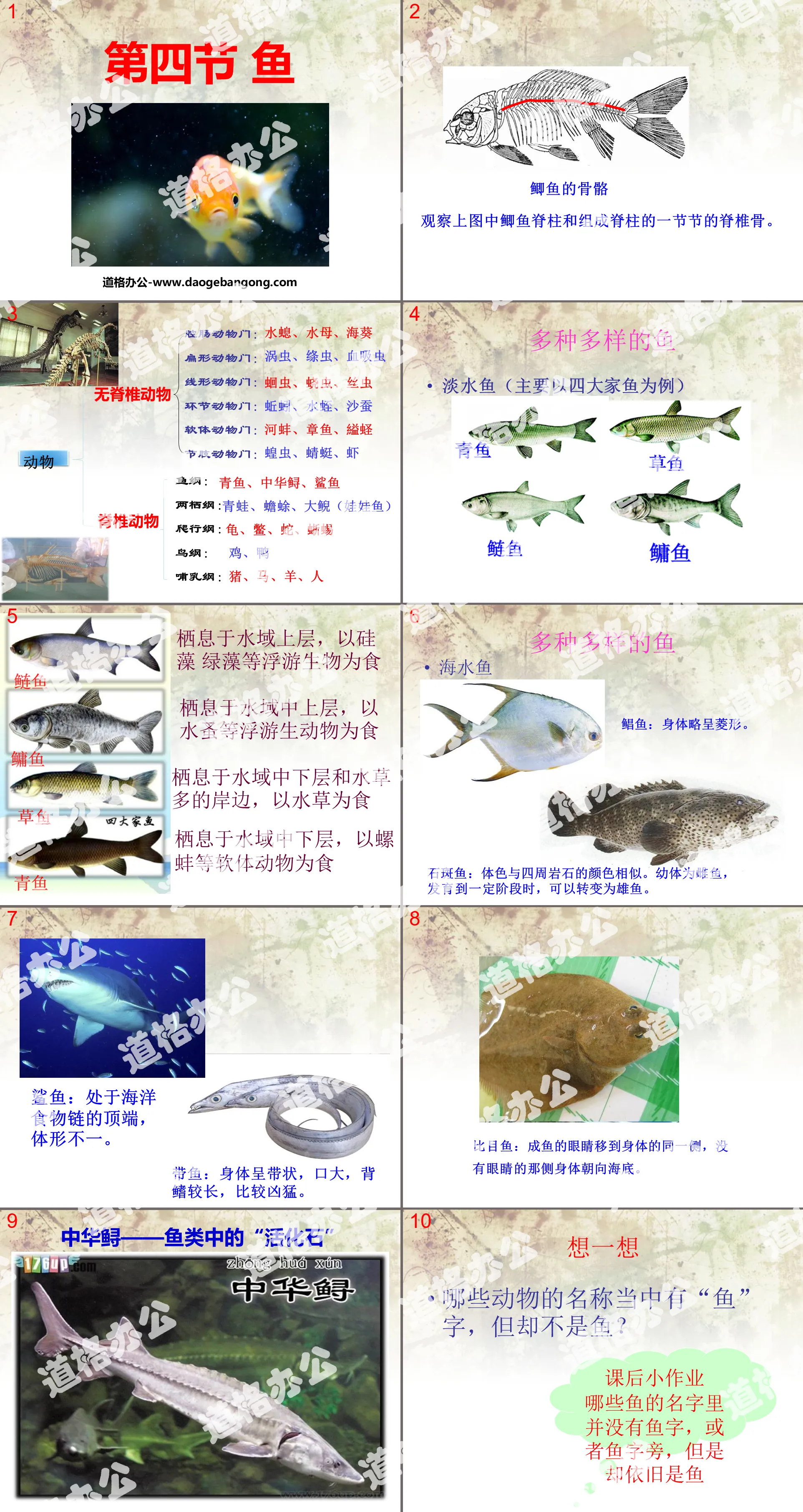 《鱼》动物的主要类群PPT课件2
