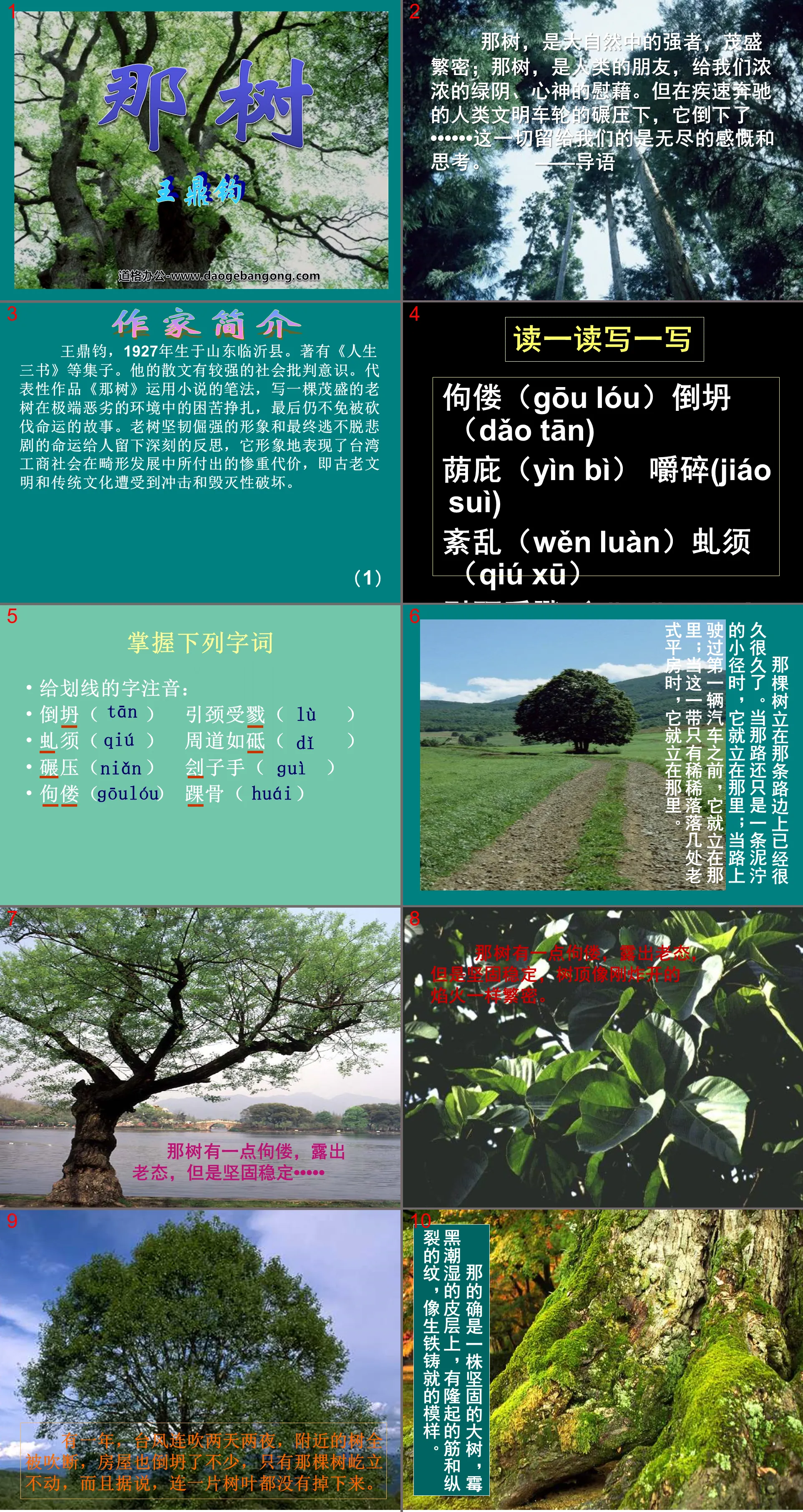 《那树》PPT课件6
