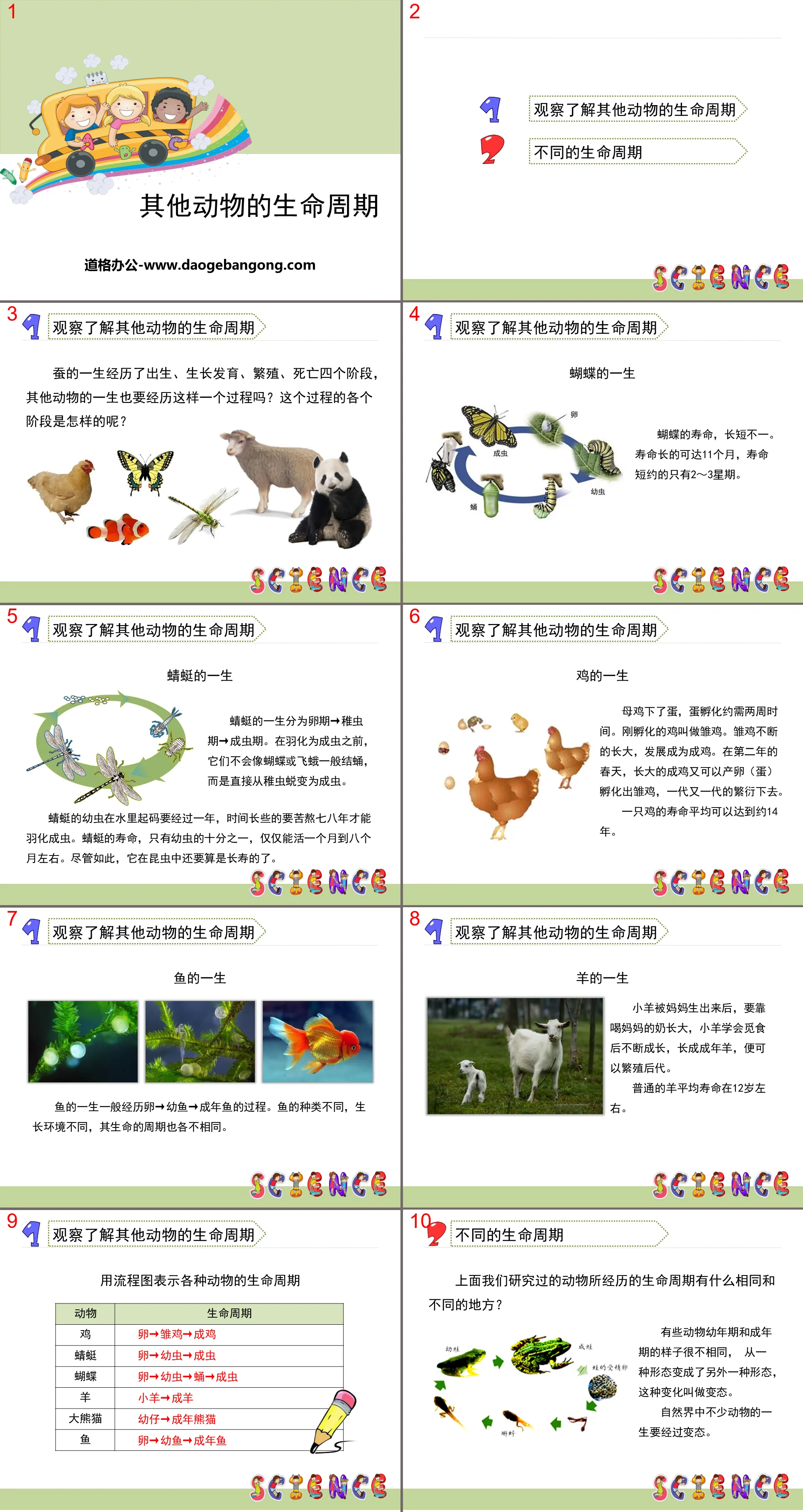 "Life Cycle of Other Animals" Animal Life Cycle PPT