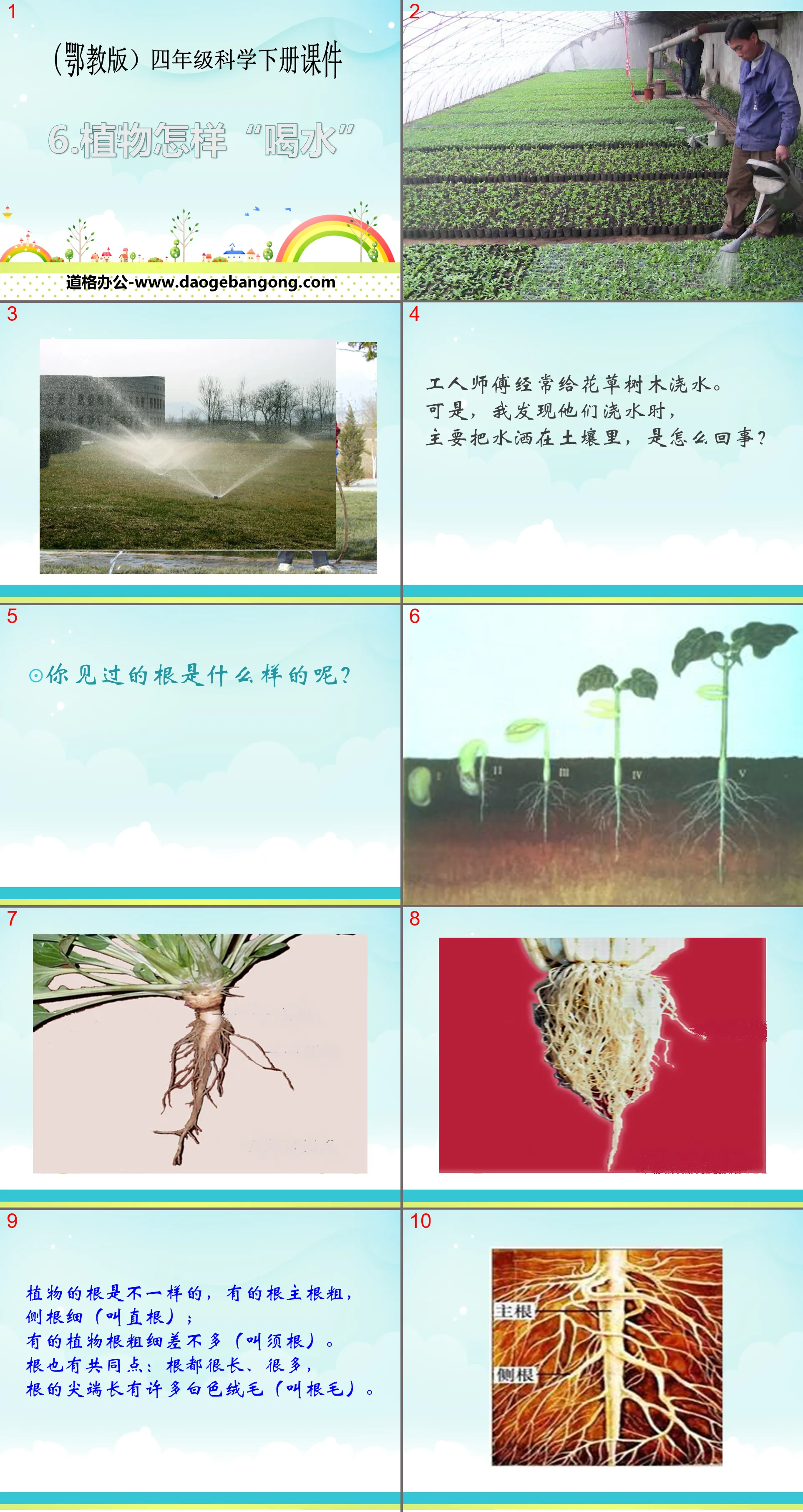 《植物怎樣「喝水」》PPT課件