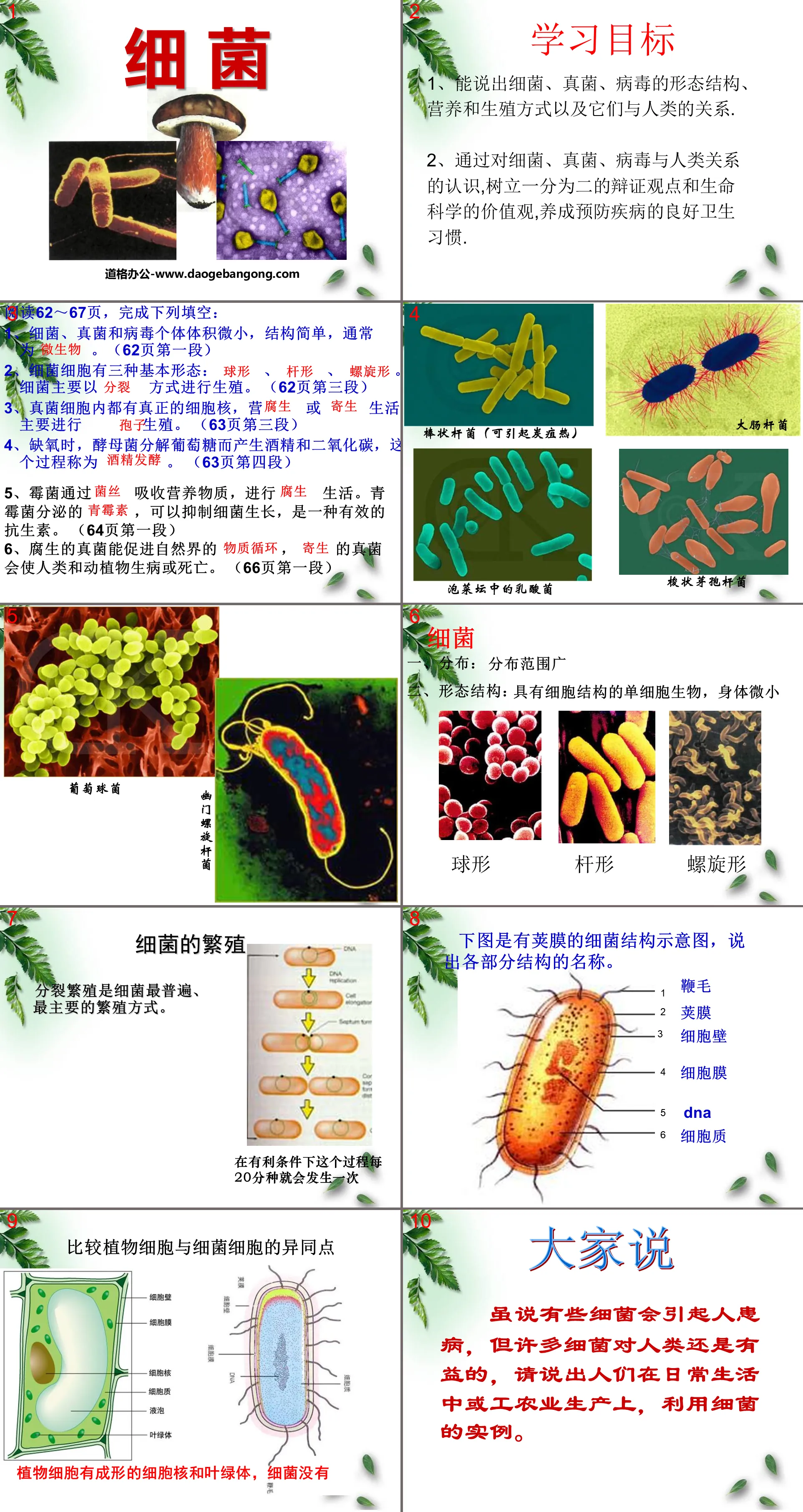 《细菌》细菌和真菌PPT课件7
