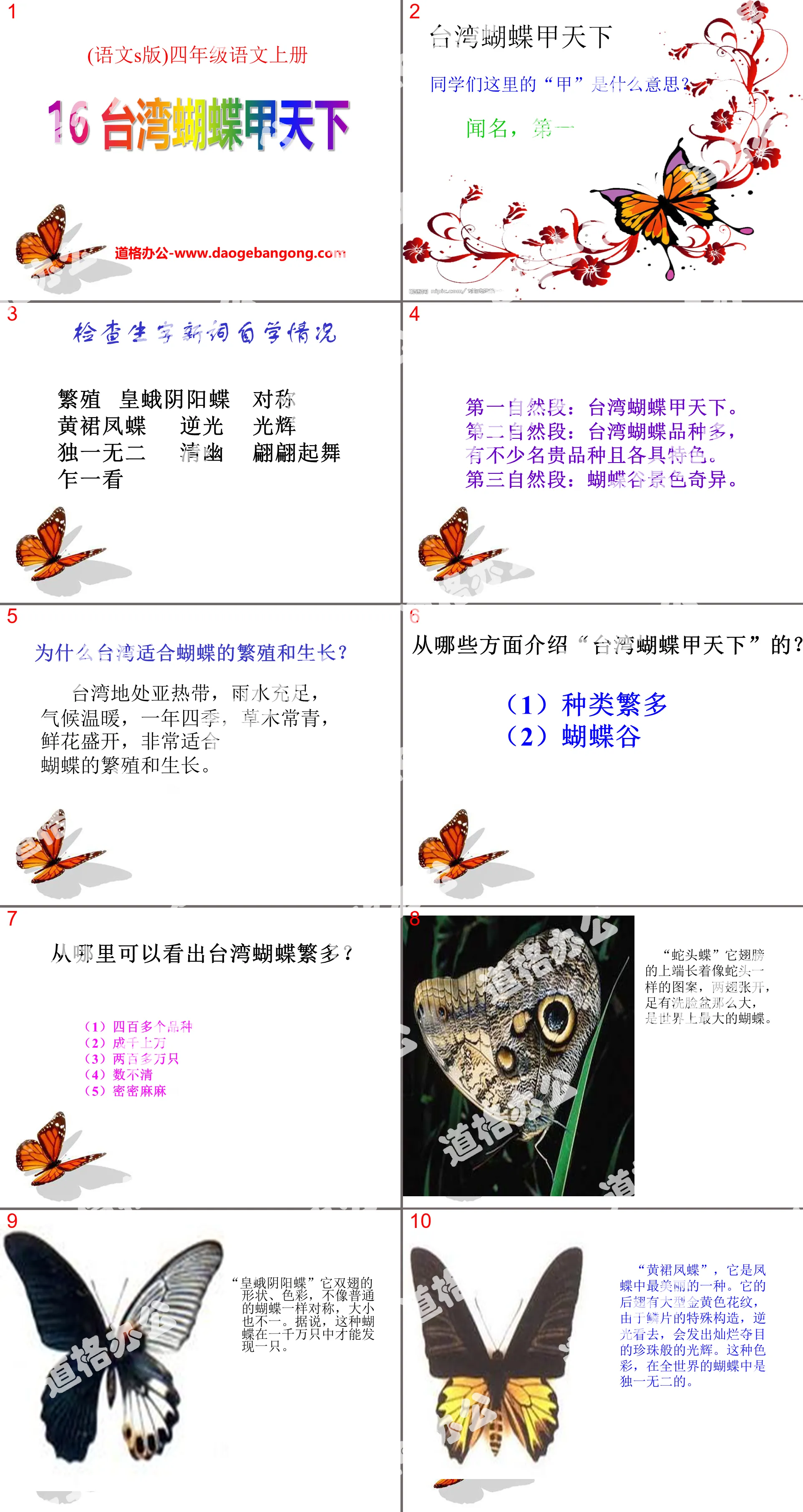 《台湾蝴蝶甲天下》PPT课件3

