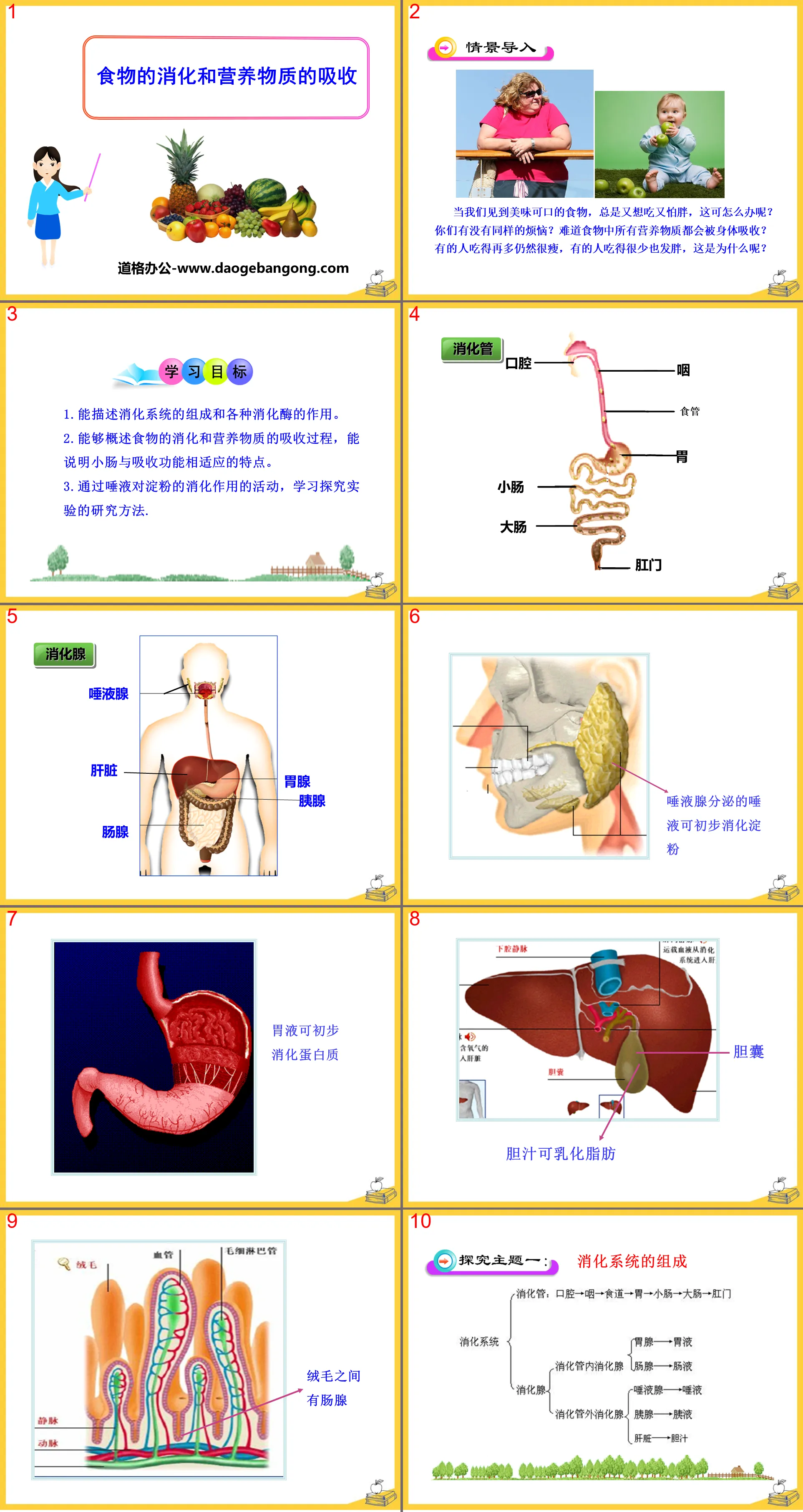 "Digestion of Food and Absorption of Nutrients" PPT courseware
