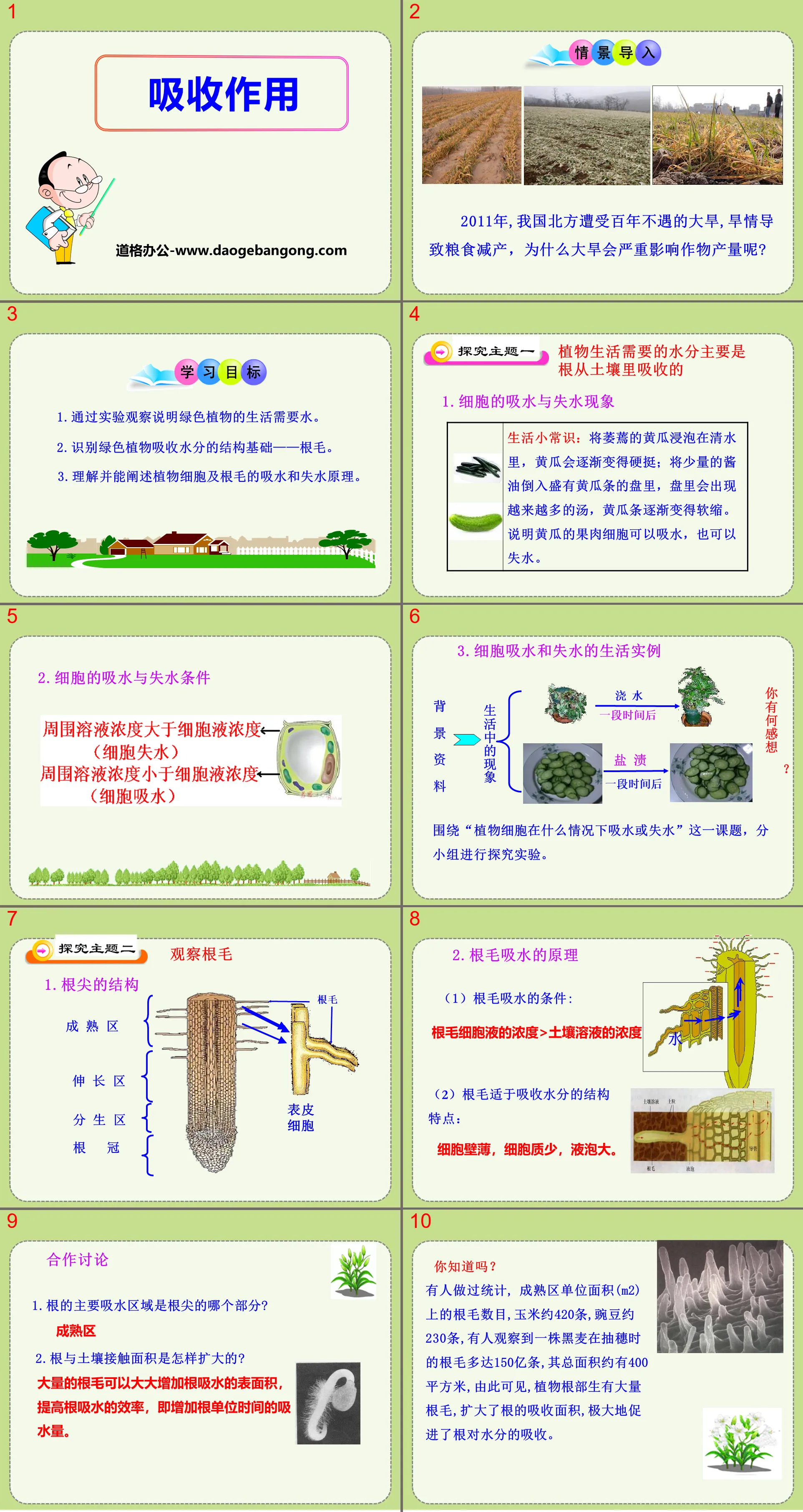 《吸收作用》PPT