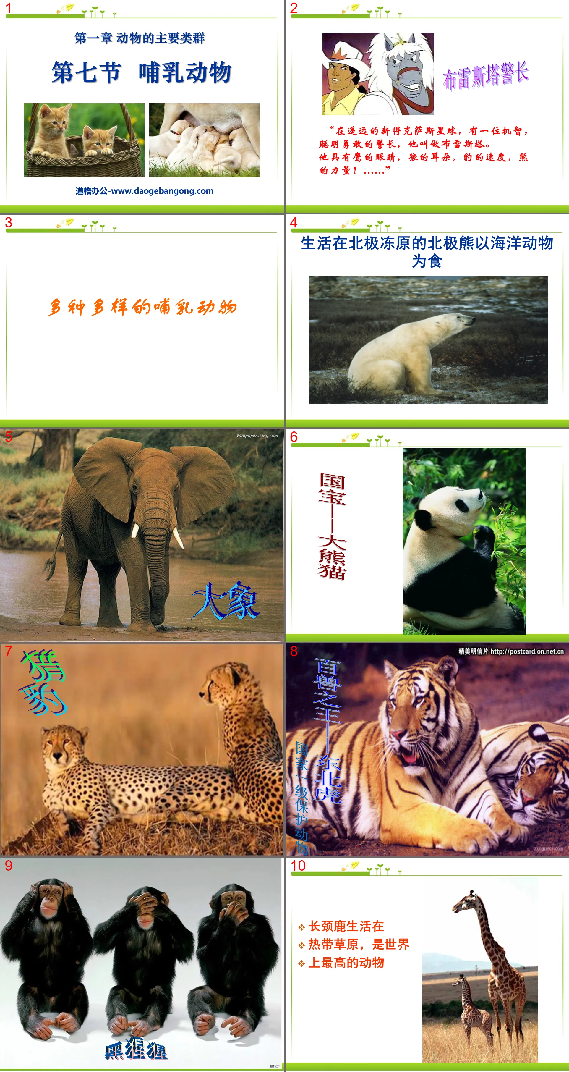 "Mammals" Main groups of animals PPT courseware 6