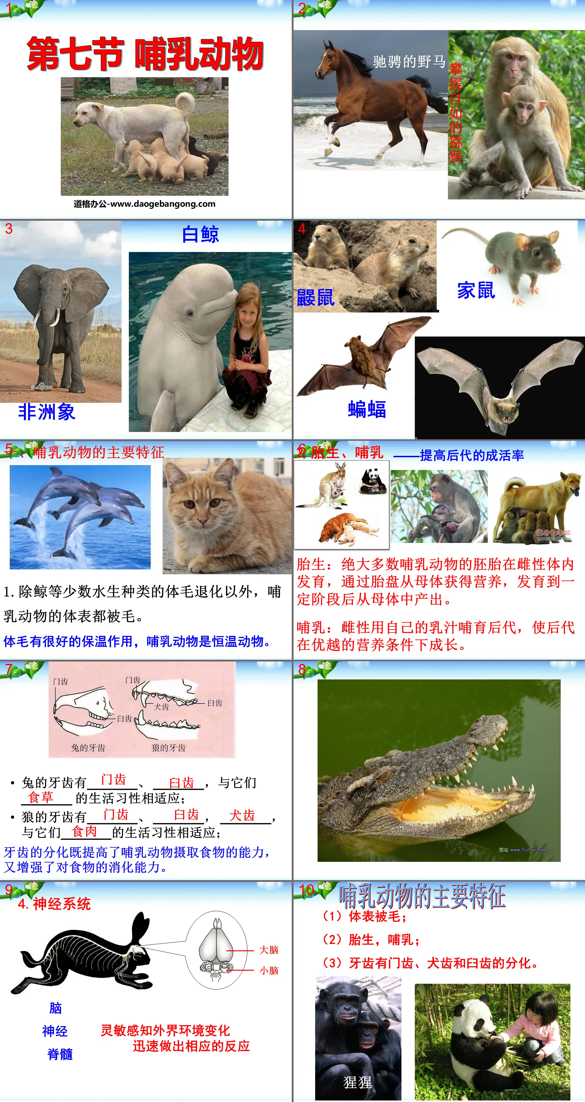 《哺乳類》動物的主要類群PPT課件4