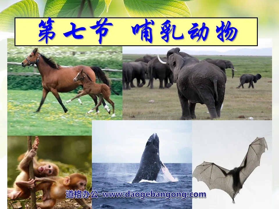 "Mammals" Main groups of animals PPT courseware 5