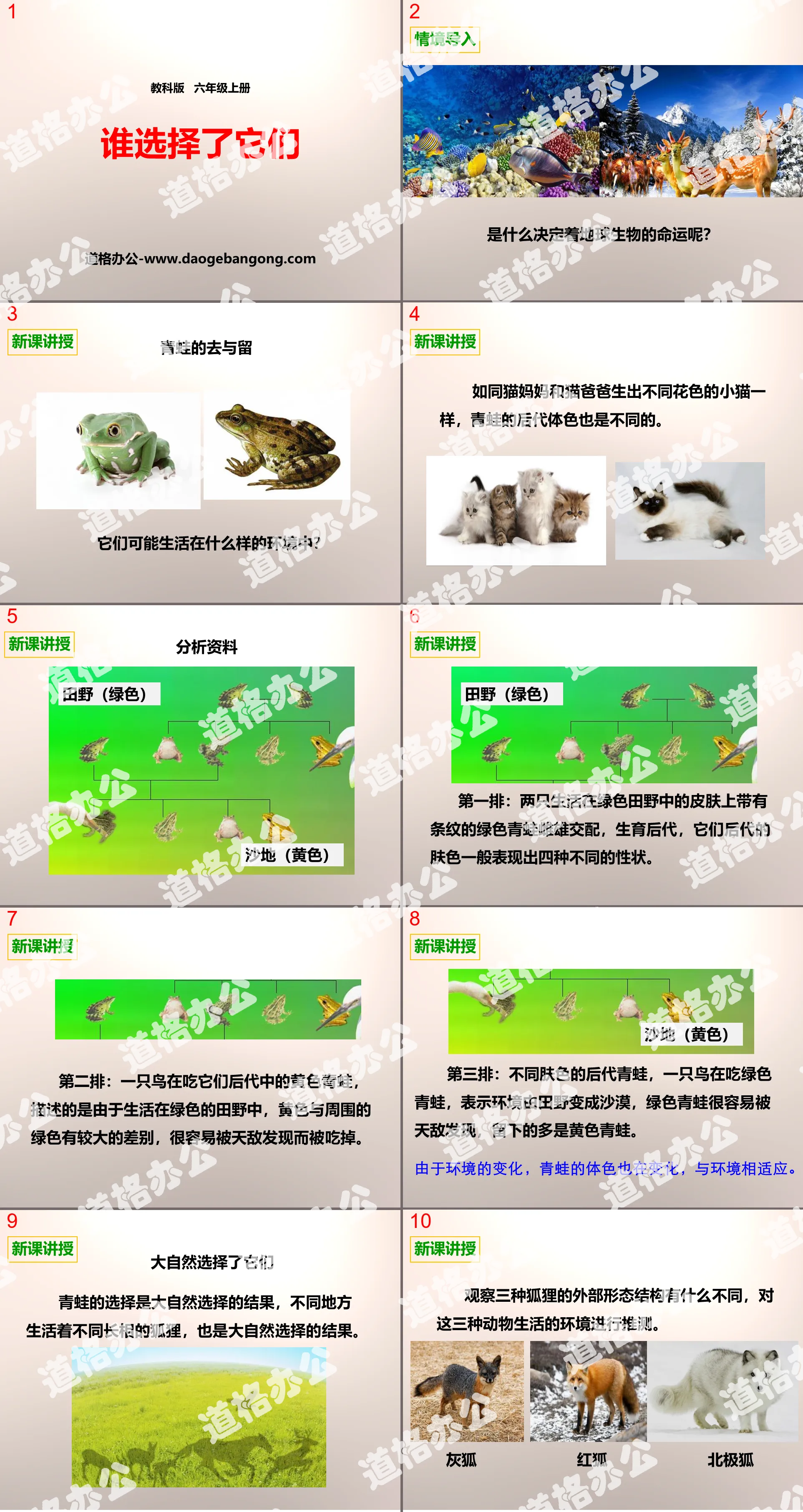 《谁选择了它们》生物的多样性PPT下载
