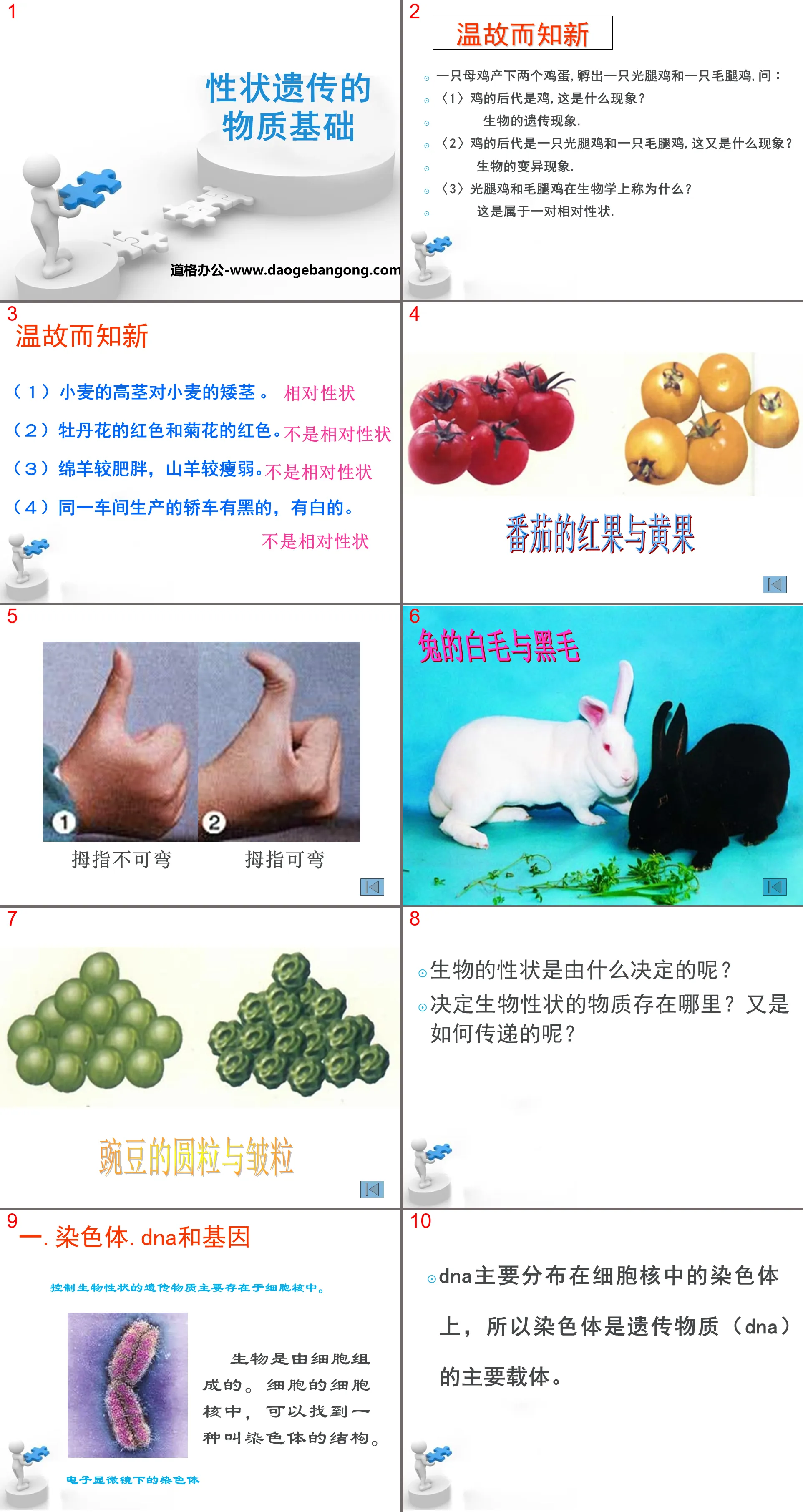 《性状遗传的物质基础》PPT