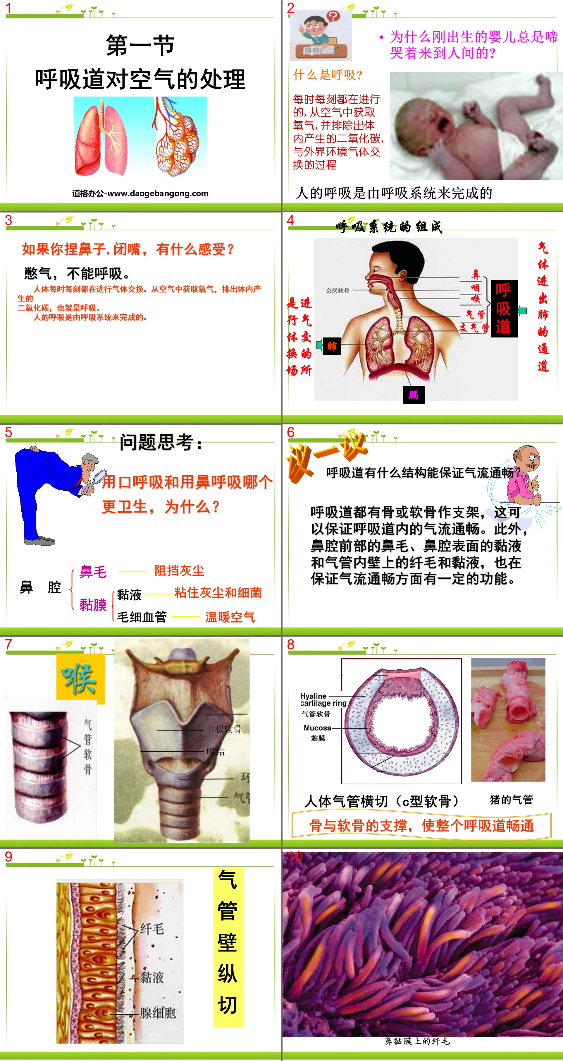 《呼吸道對空氣的處理》人體的呼吸PPT課程5