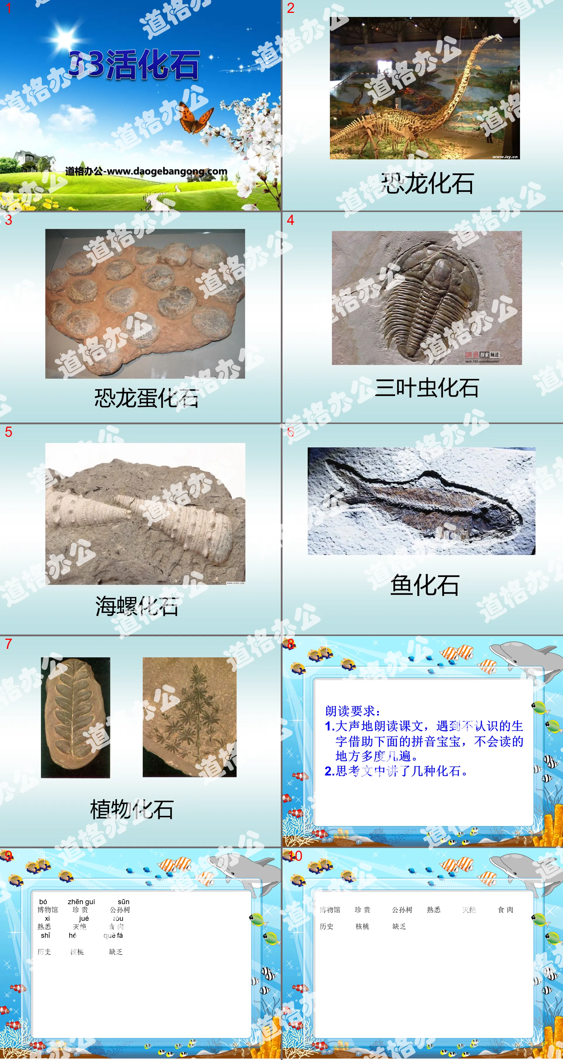 "Living Fossil" PPT Courseware 3