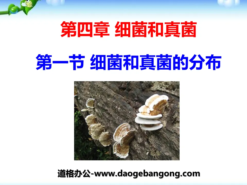 "Distribution of Bacteria and Fungi" Bacteria and Fungi PPT Courseware 8