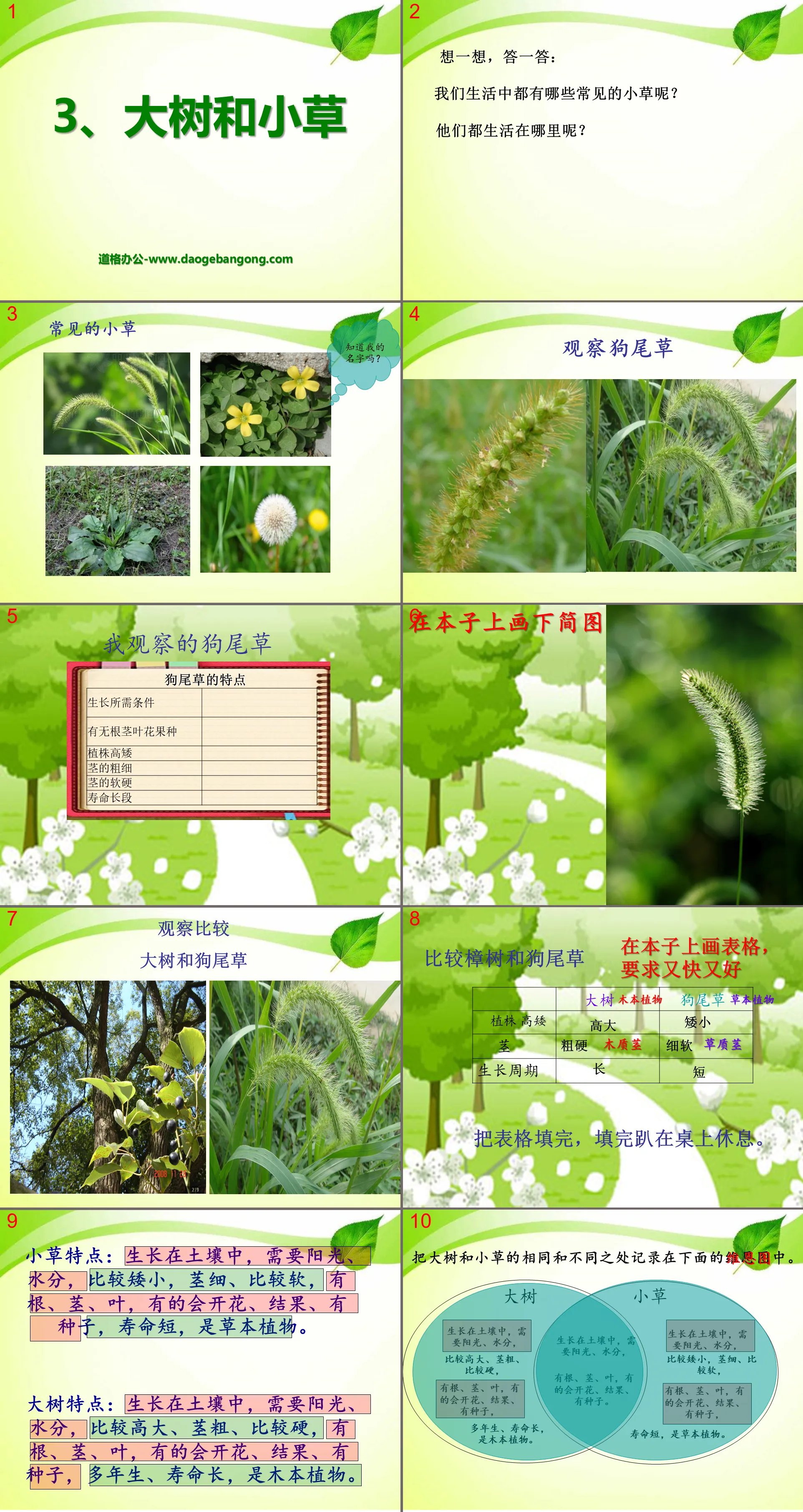 《大樹與小草》植物PPT課件3