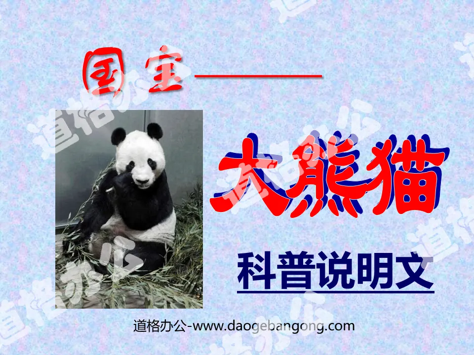 "National Treasure—Giant Panda" PPT courseware