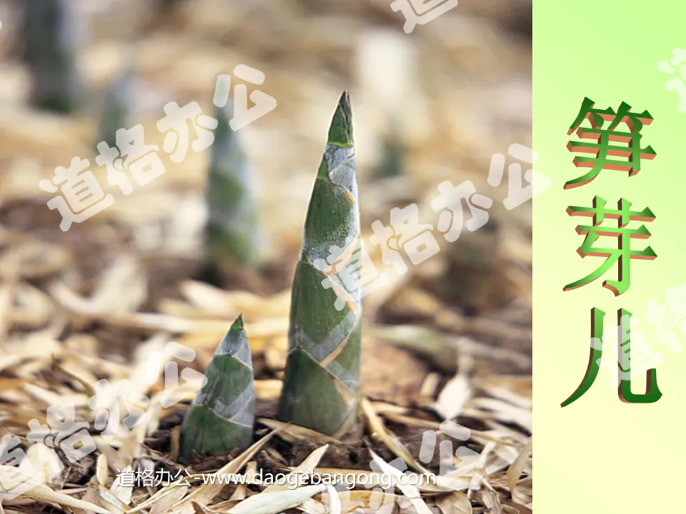 "Bamboo Shoots" PPT courseware 5